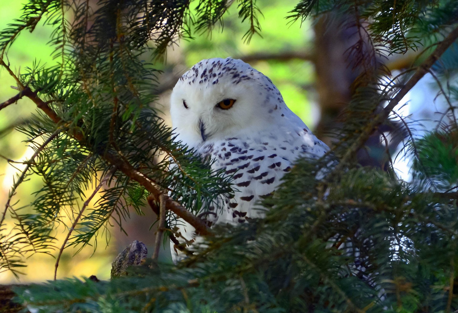 búho polar pájaro árbol ramas