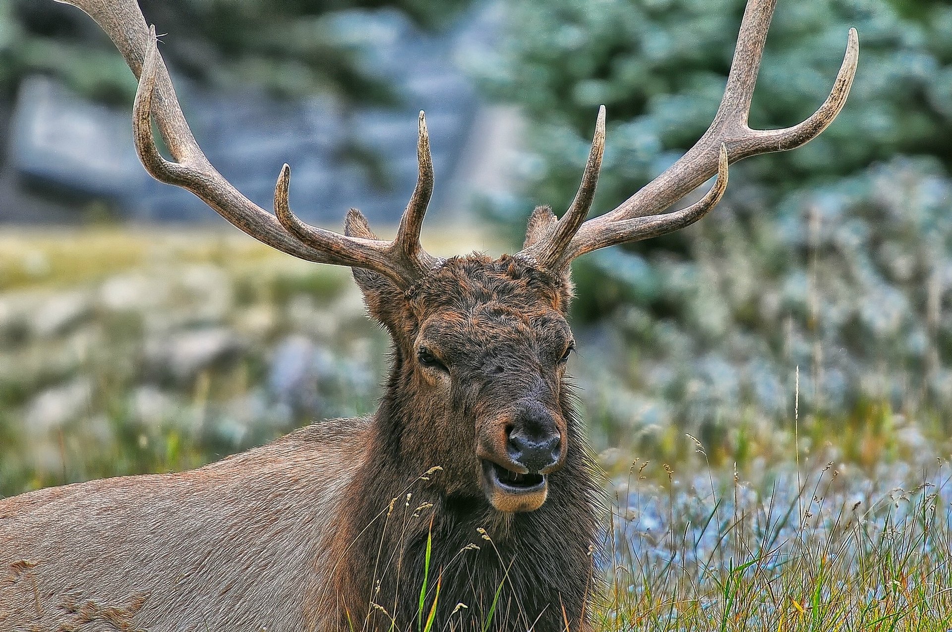 reindeer horn gra