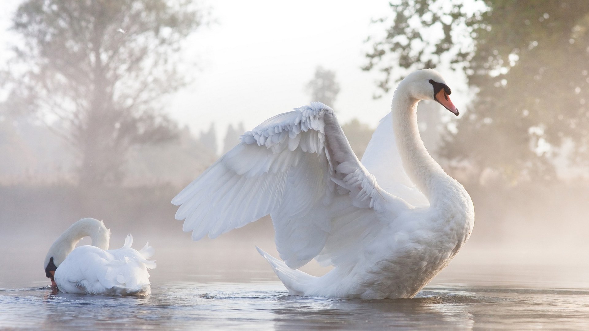 cisnes vapor agua niebla alas