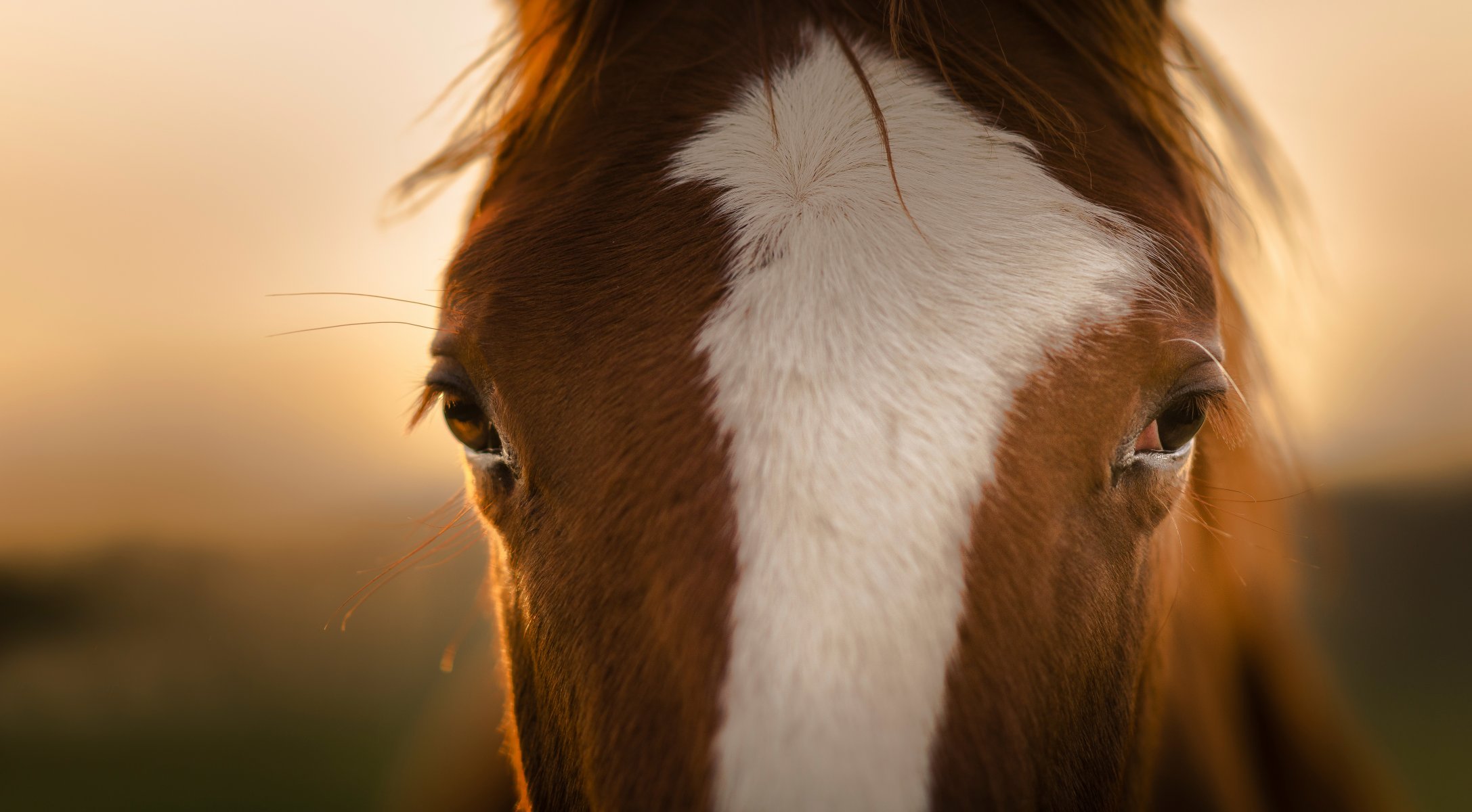 caballo caballo mirada