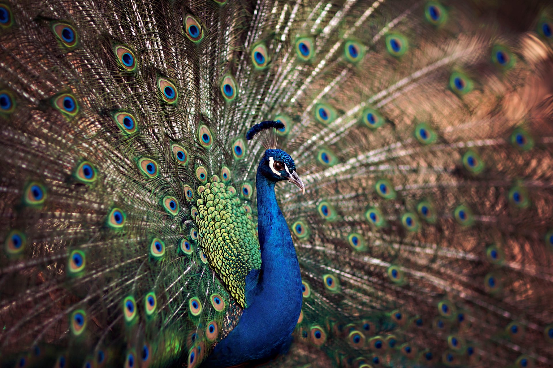 poultry peacock tail