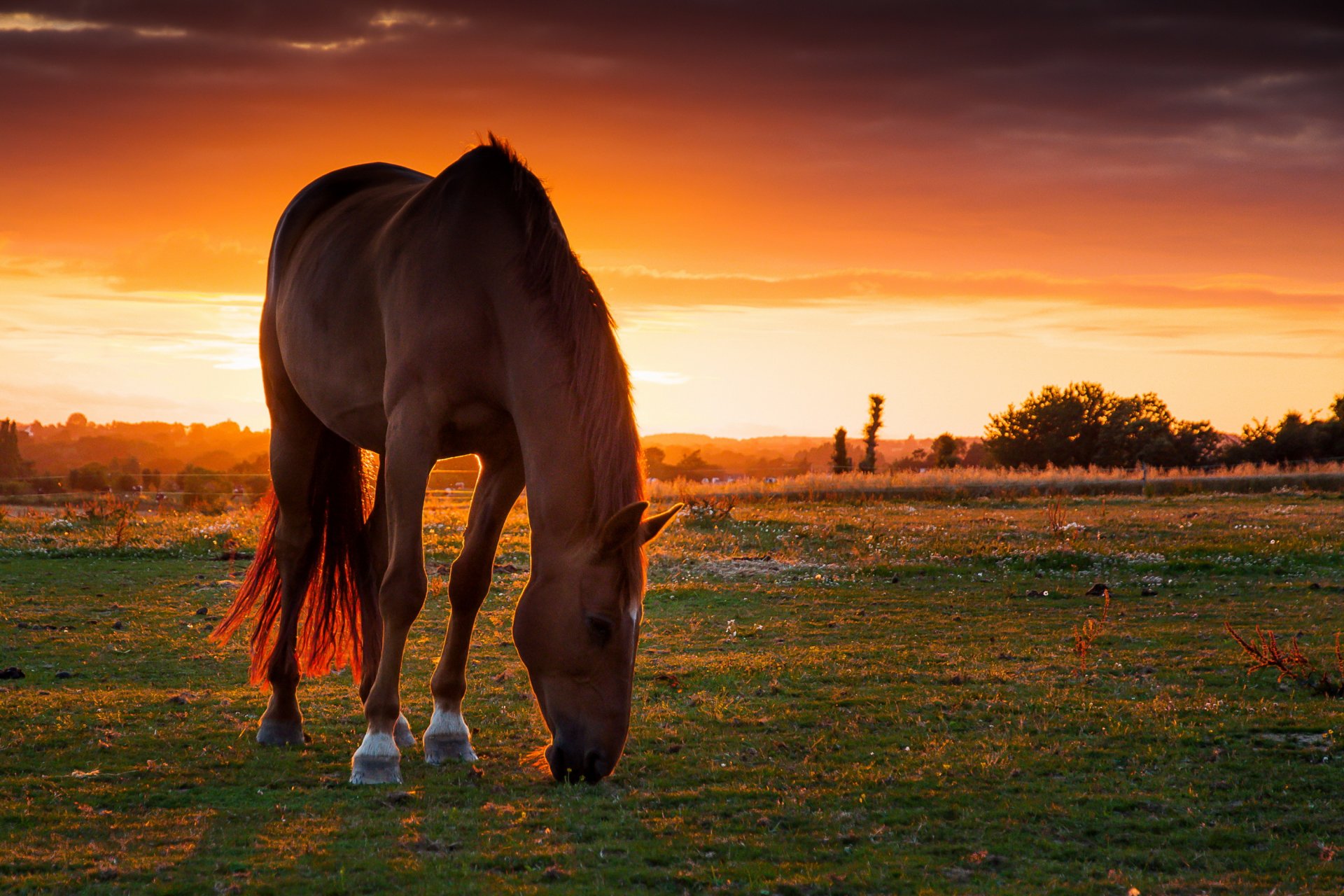 campo pasto caballo caballo puesta de sol