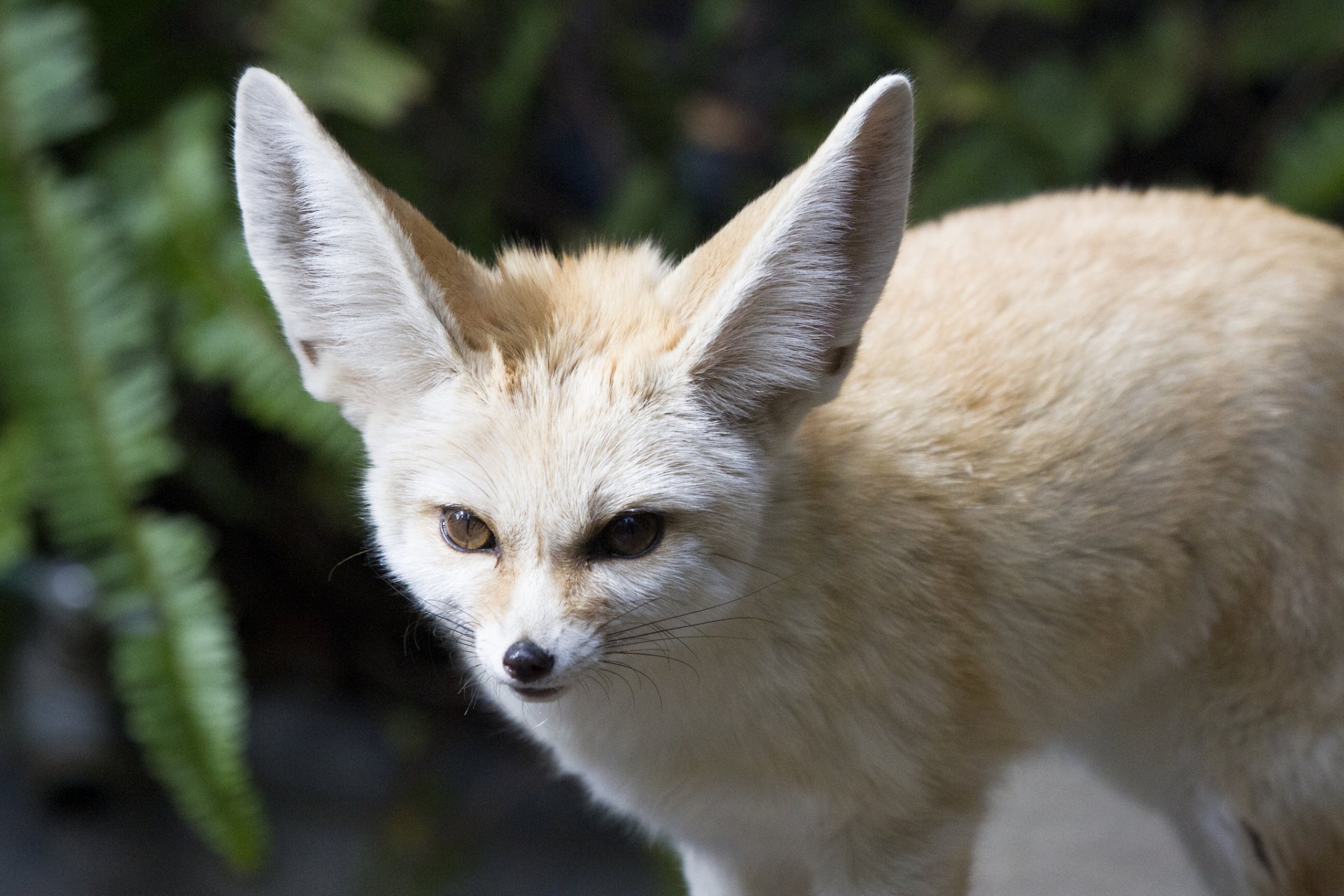 fenek fuchs raubtier maulkorb ohren blick