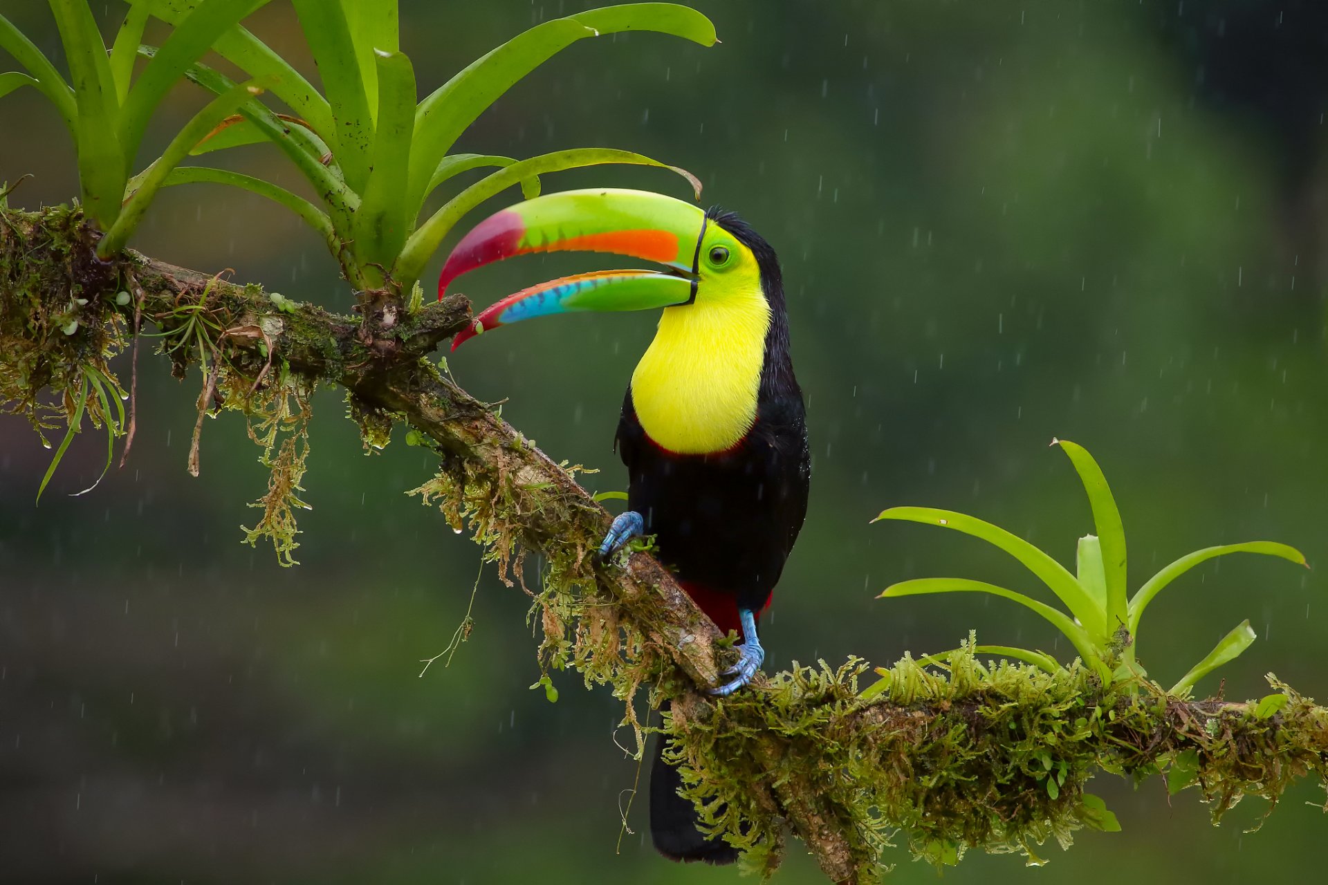 poultry keel-billed toucan jungle branch rain