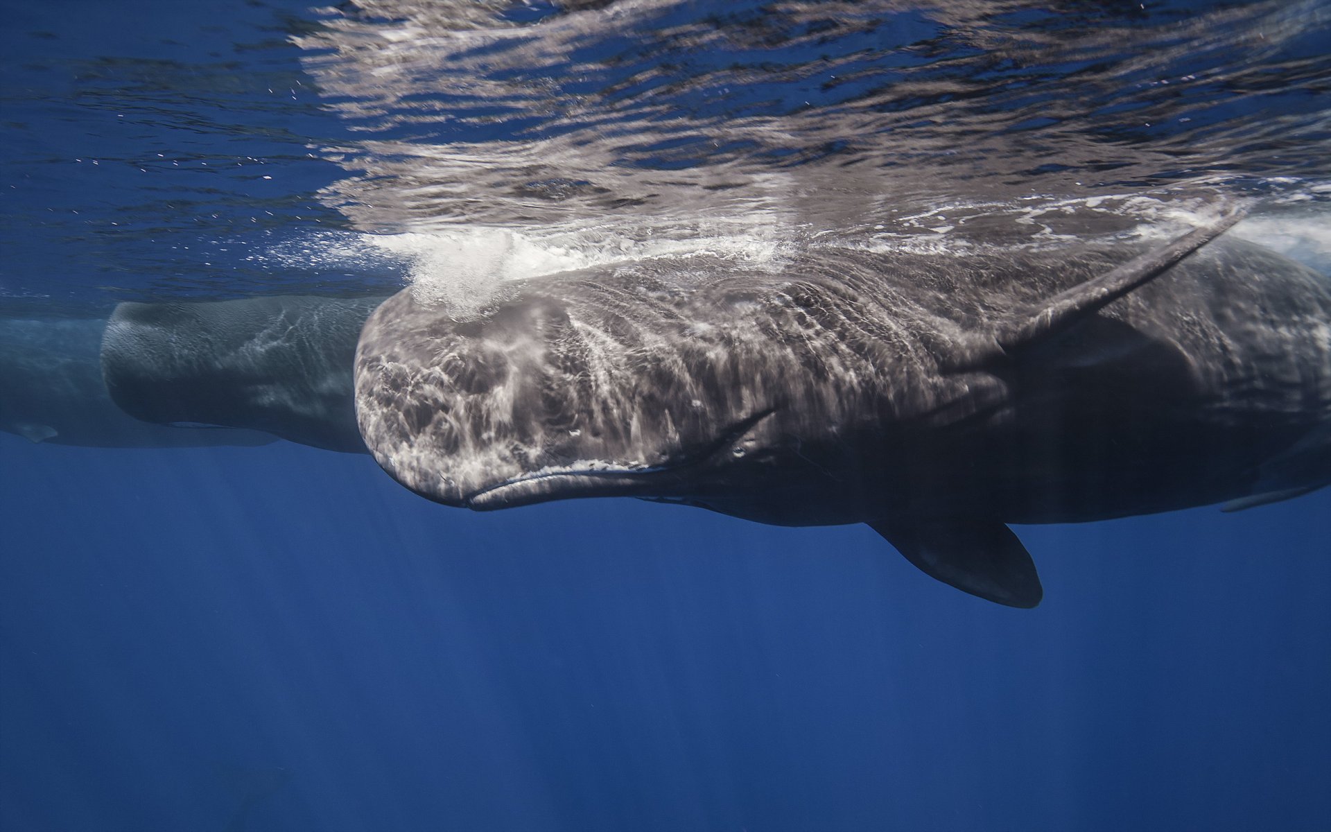 whale sperm whale sea