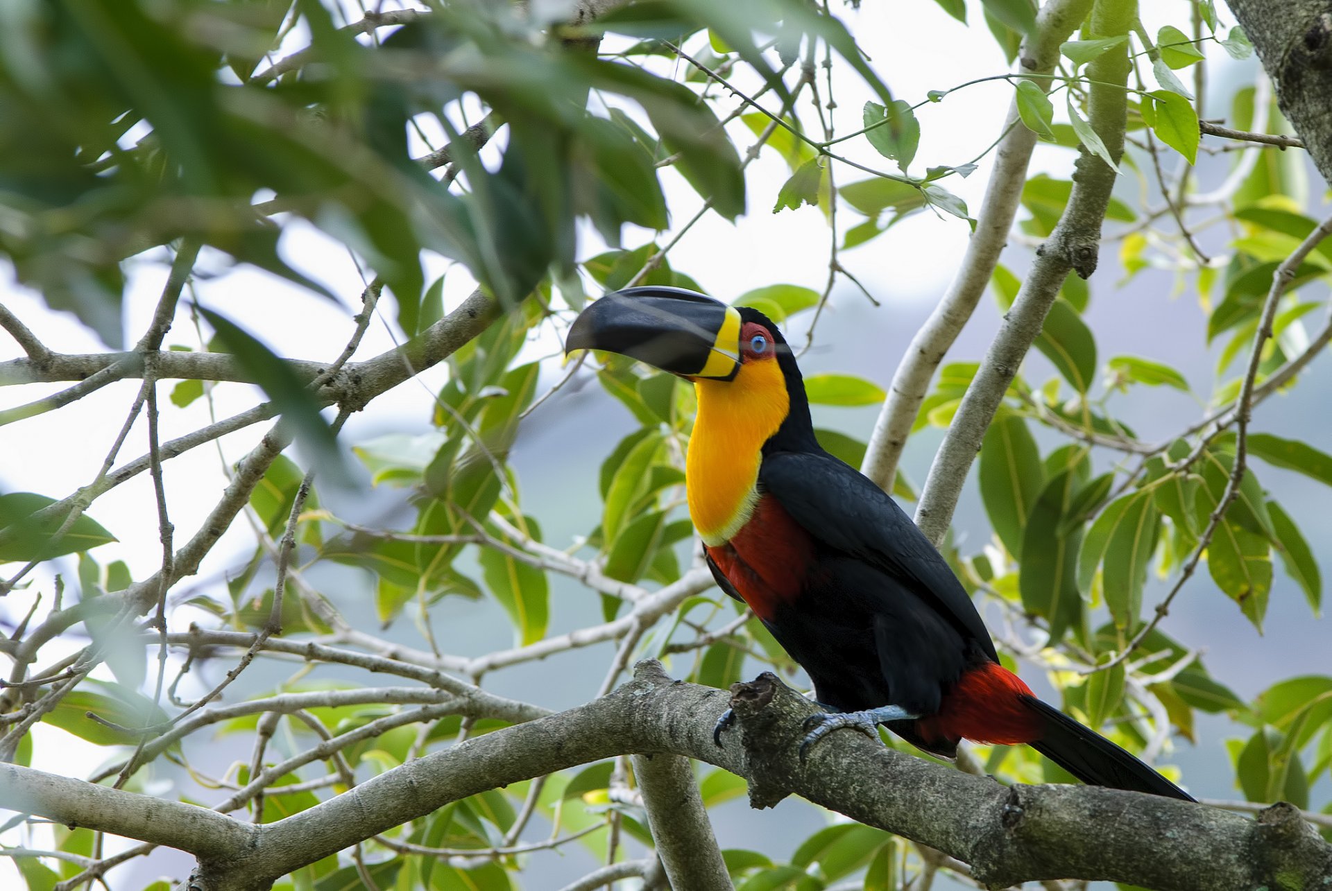 oiseau bec plumes nature arbre feuilles verdure