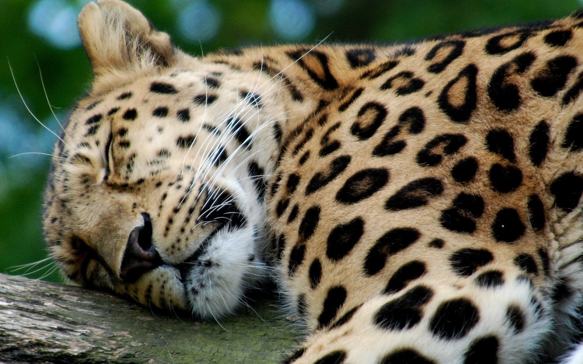 Дикие кошки сон. Джагуар леопард. AG 462 леопард. Серпопард. Красивые животные.