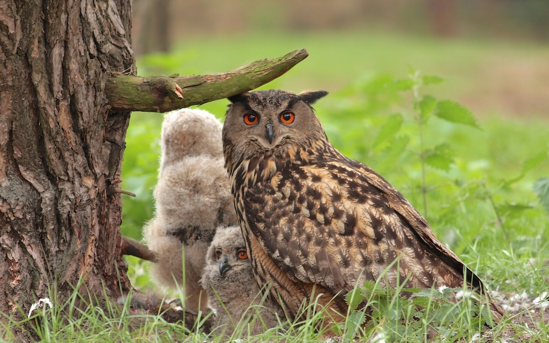 hibou poussins arbre chienne