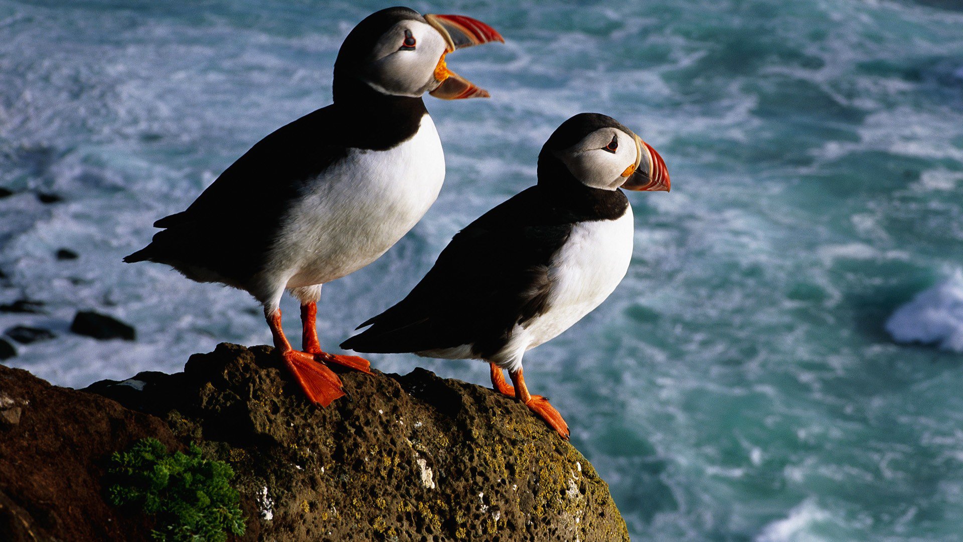 birds deadlock sea stones flowers beak