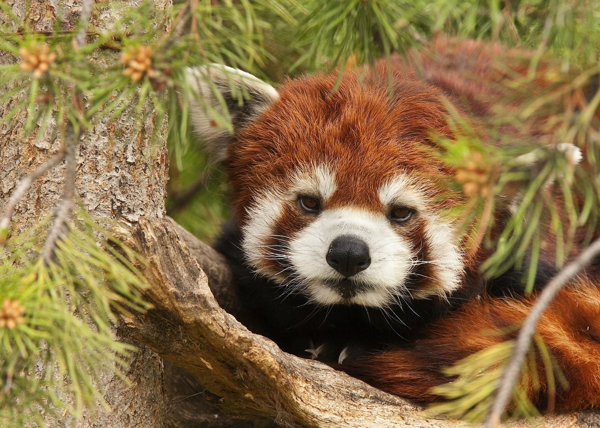 piccolo panda panda rosso albero rami aghi