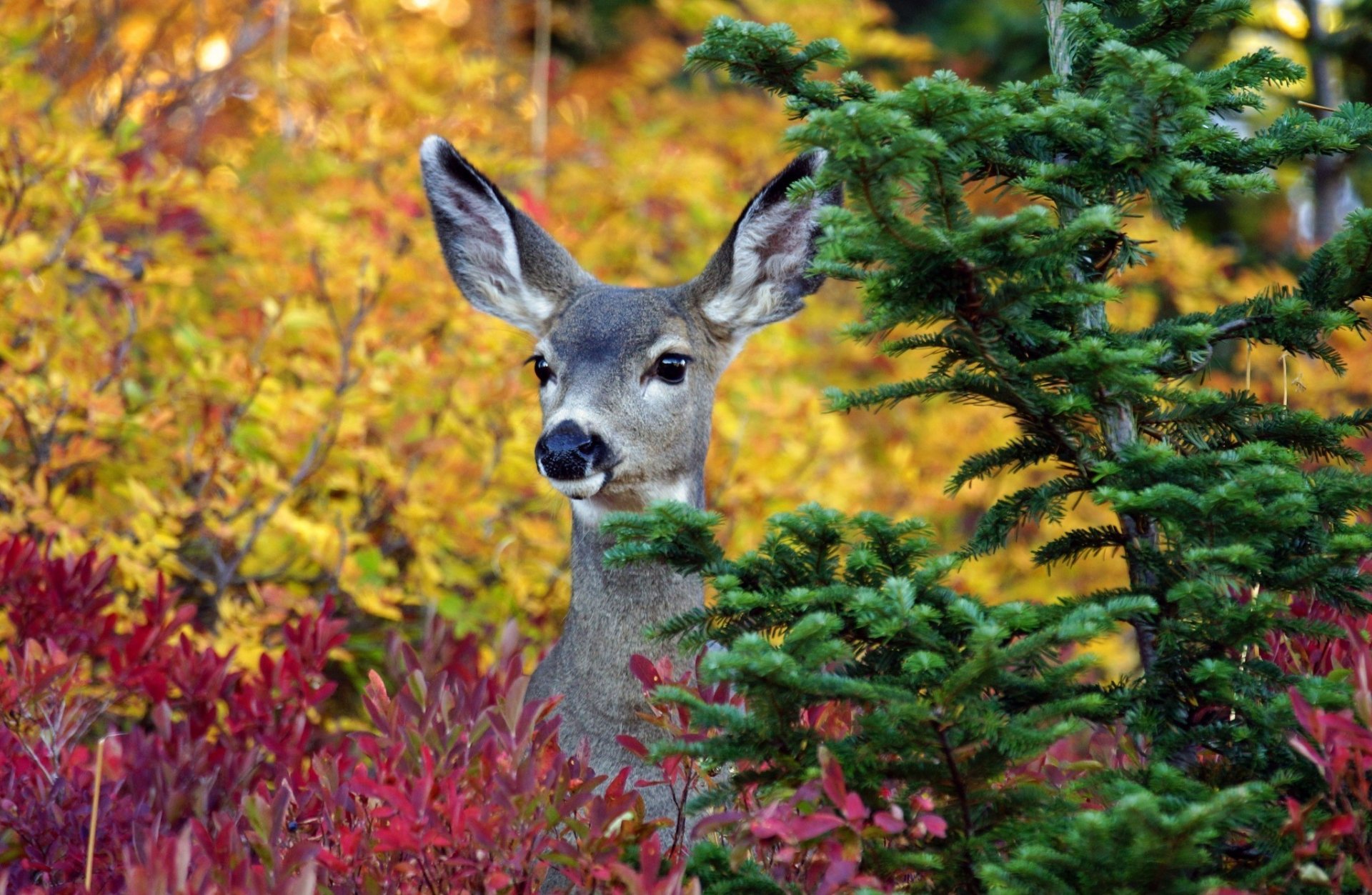 cerf animal arbre oreilles