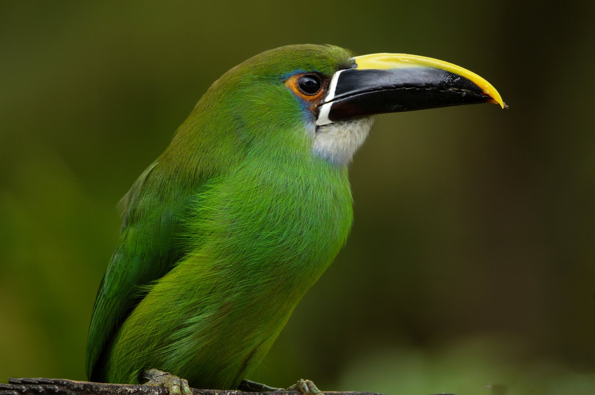 poultry toucan emerald tukanet colombia