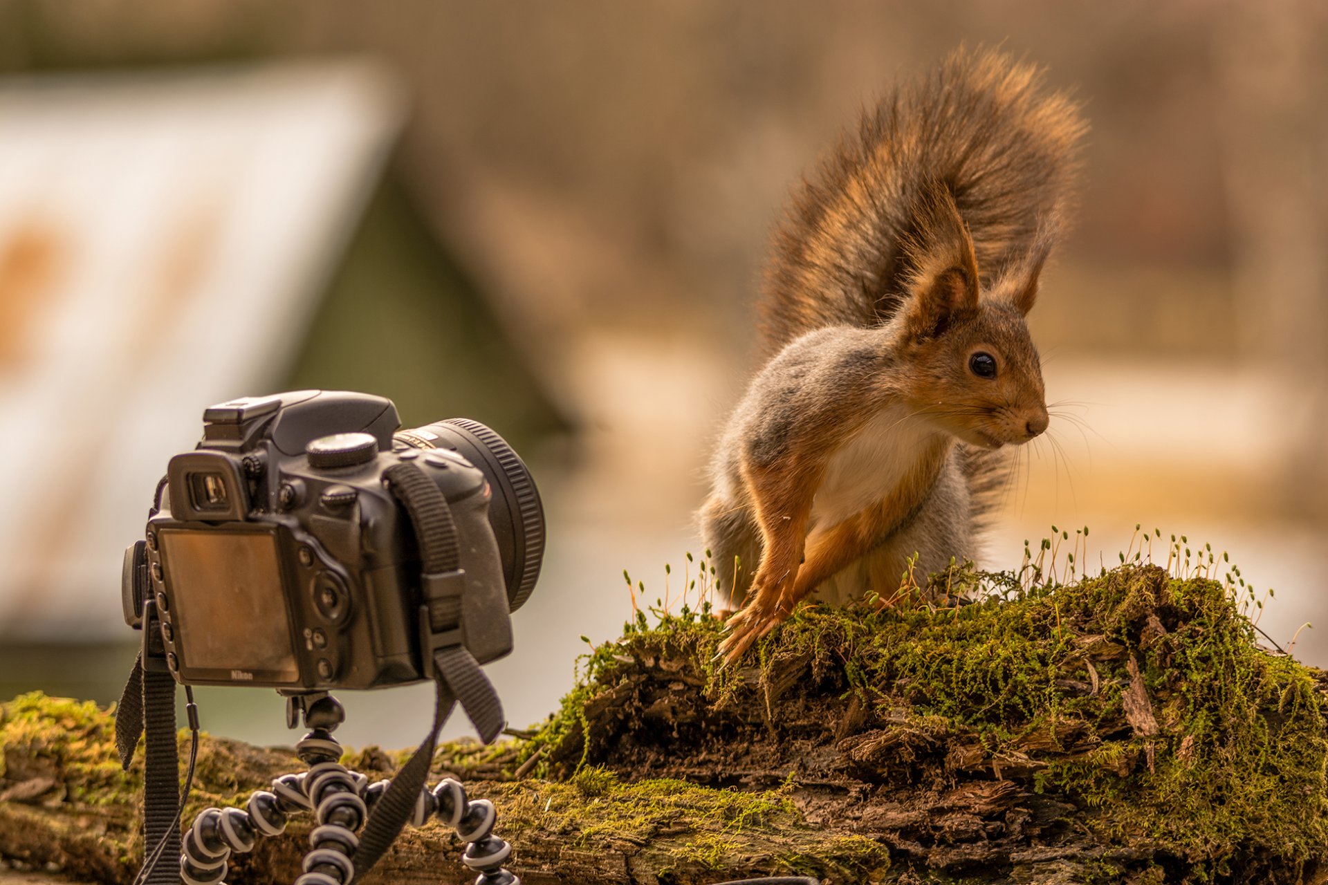 kikut mech wiewiórka aparat fotograficzny. pozowanie