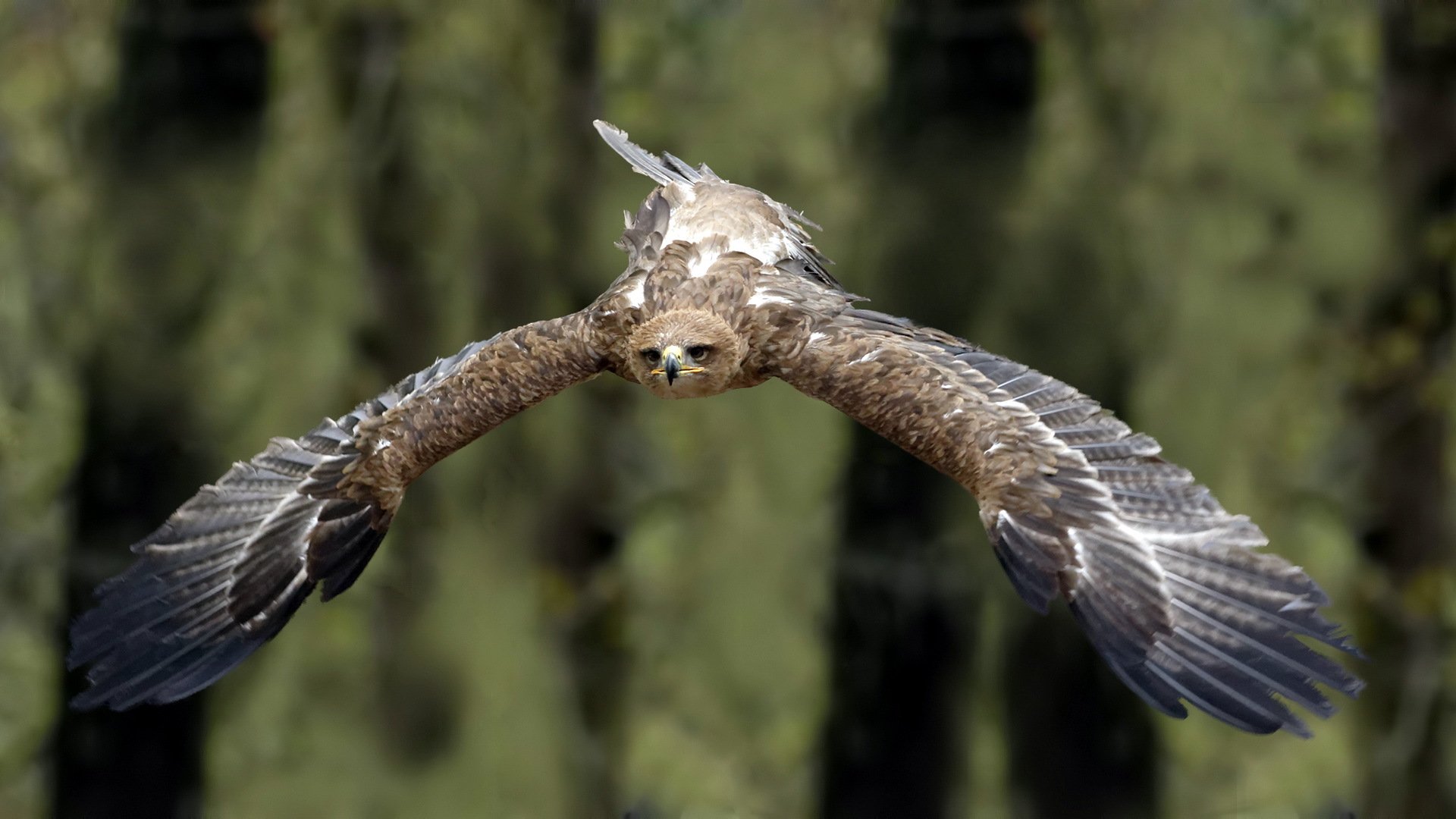 tawny eagle poultry