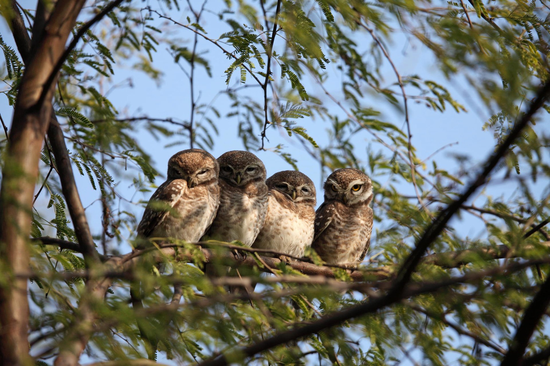 búhos pájaro búho árbol rama hojas naturaleza