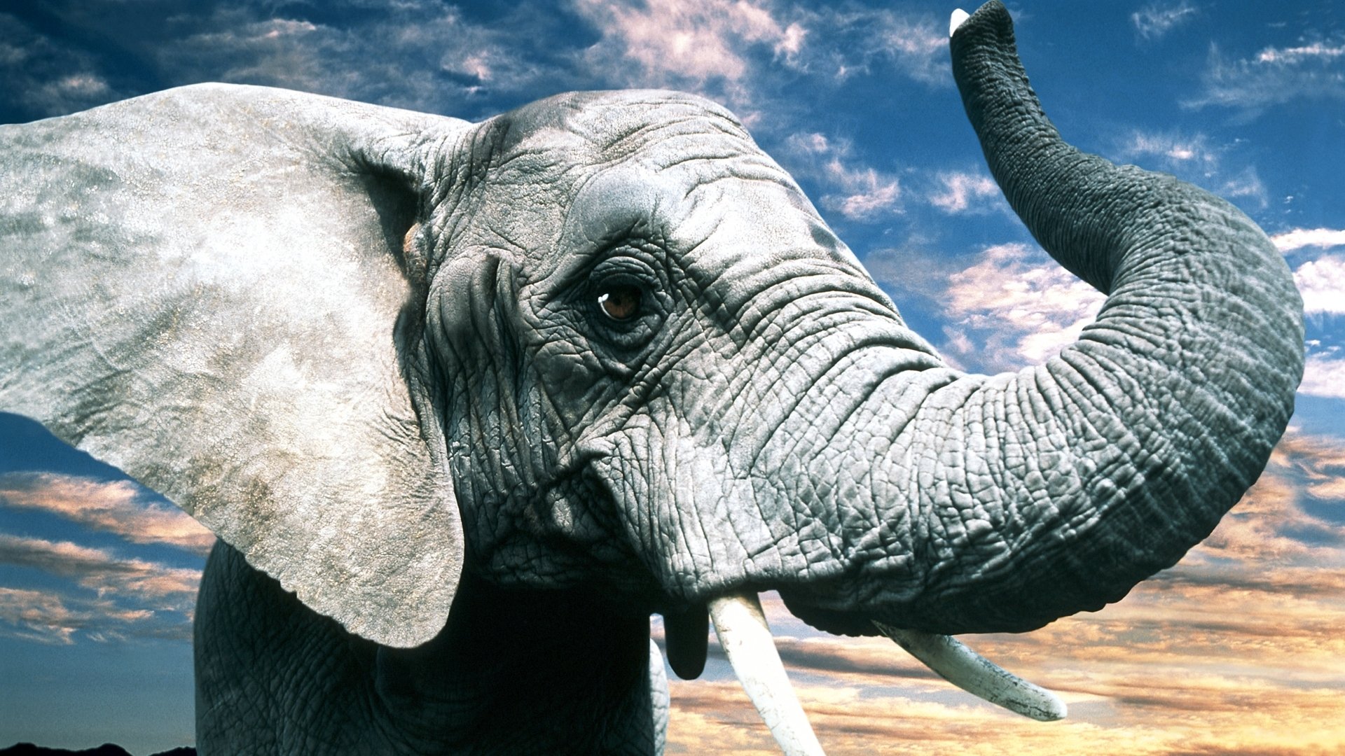 słoń pień uszy oczy natura szary