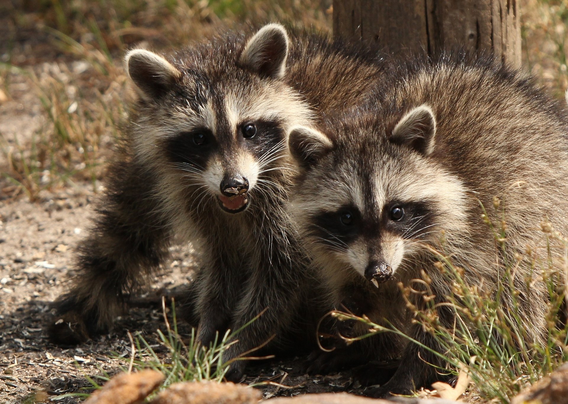 ratons laveurs couple jumeaux