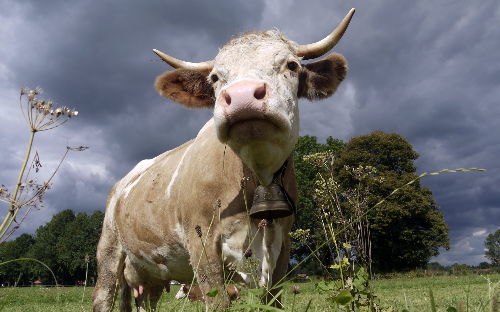 mucca campana natura