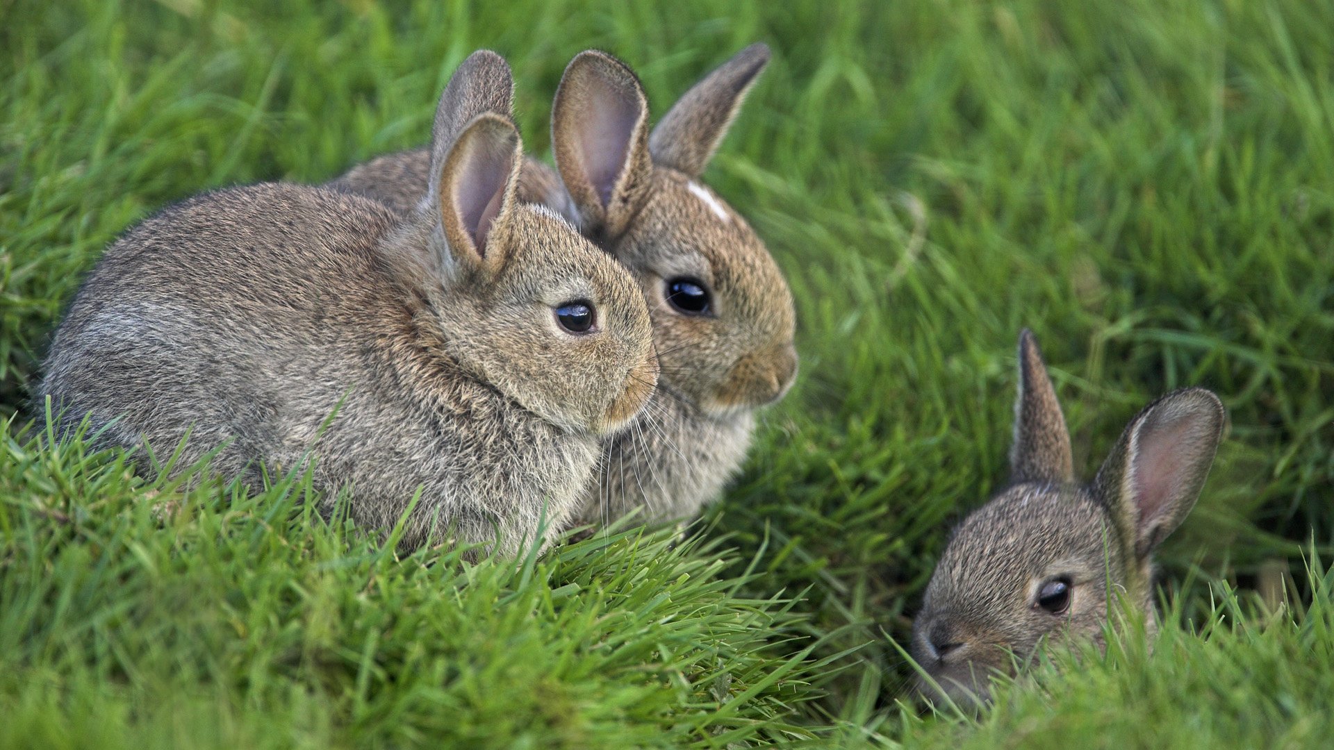 kaninchen gras augen