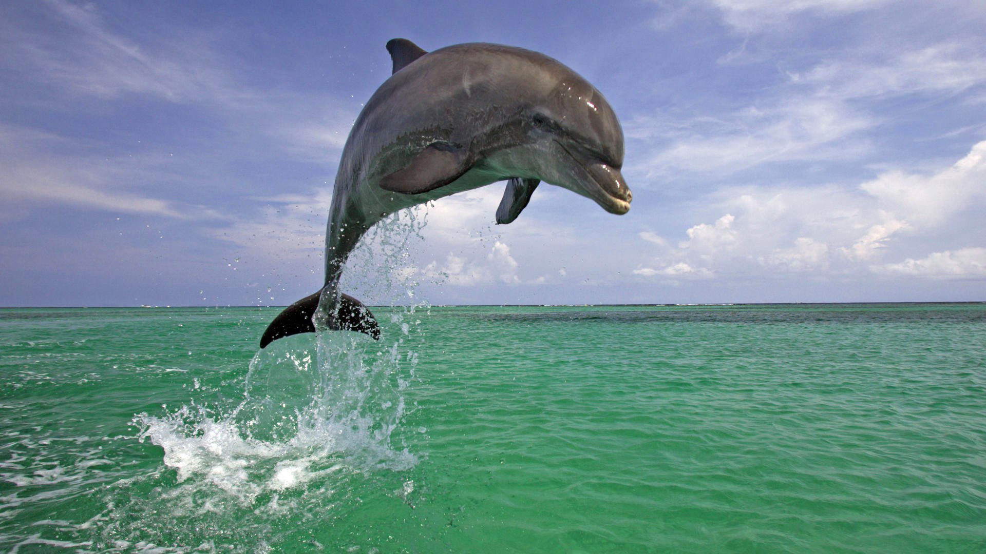 ky sea nature jump dolphin