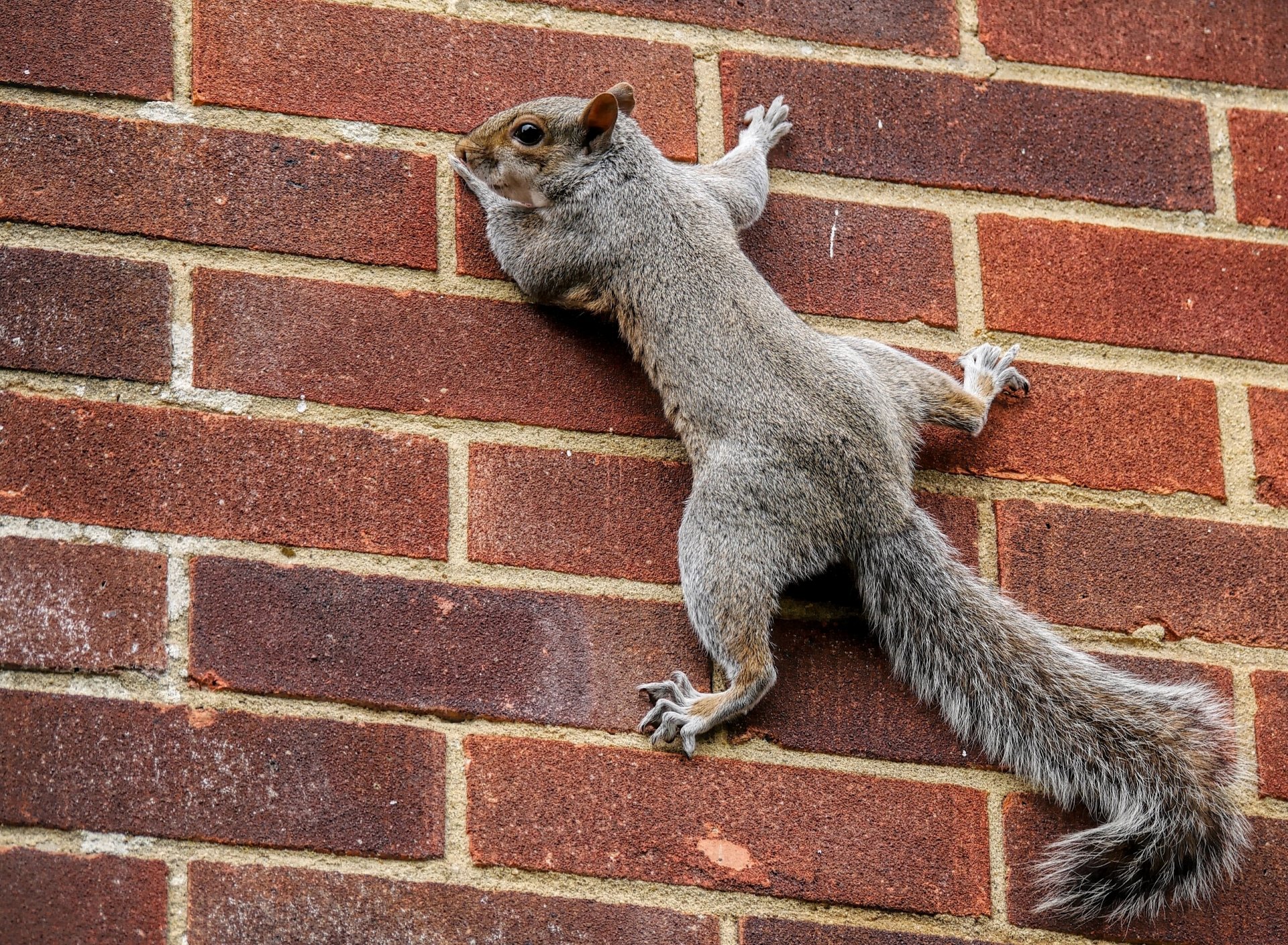 eichhörnchen schwanz wand an der wand ziegel