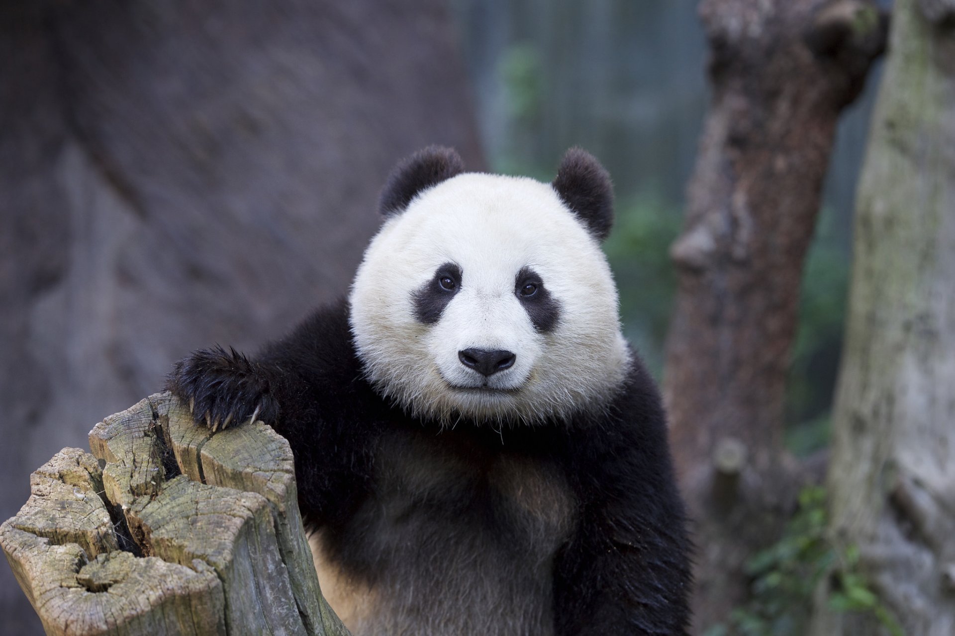 ours nature panda