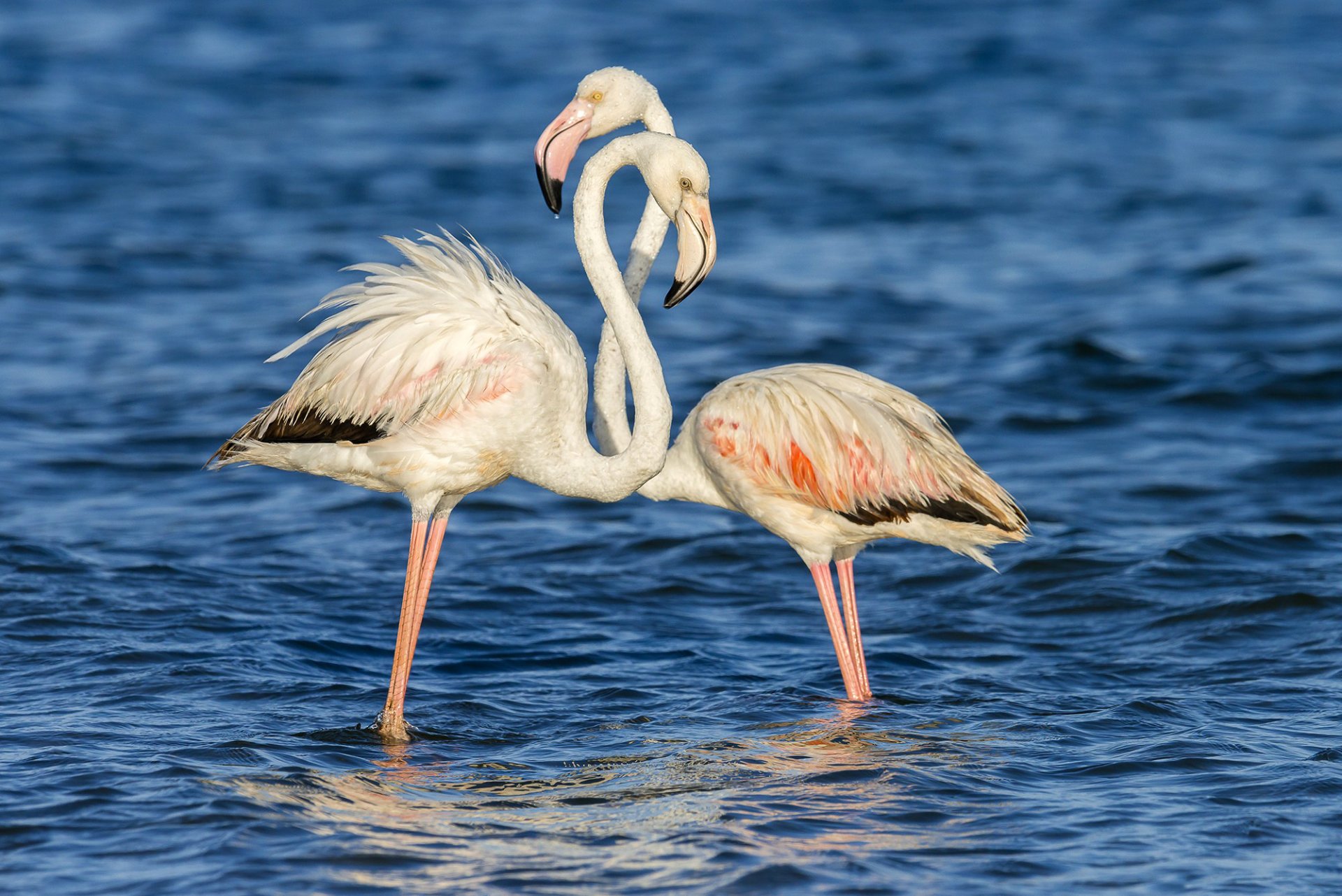 hintergrund wasser oberfläche wellen paar vögel rosa flamingo