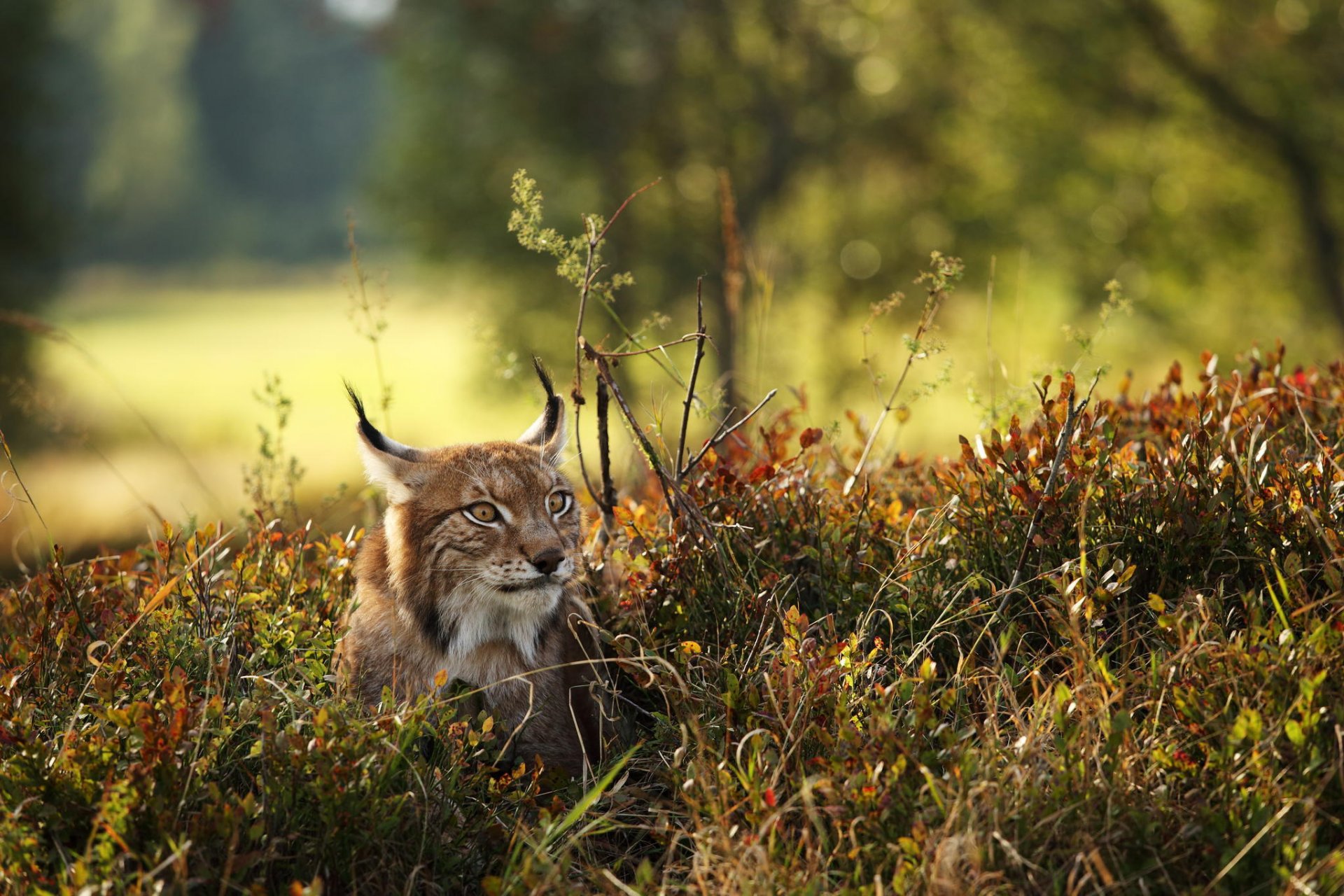 raubtier natur luchs wald herbst