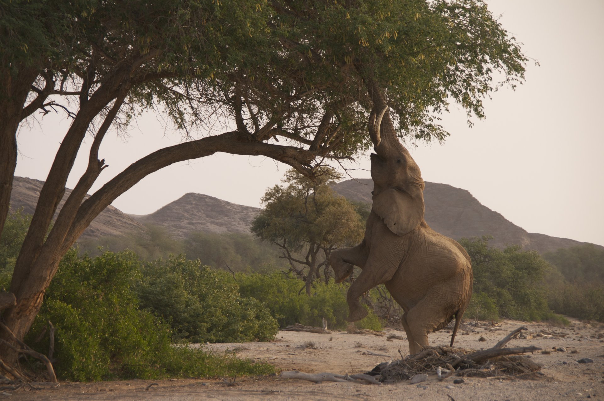 elephant trunk savannah nature tree