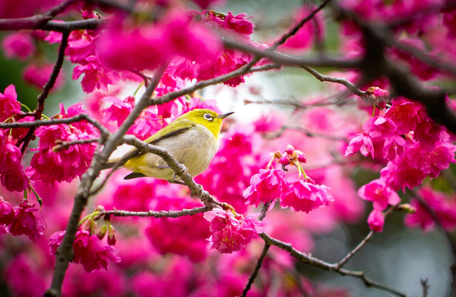 frühling sakura blumen vogel