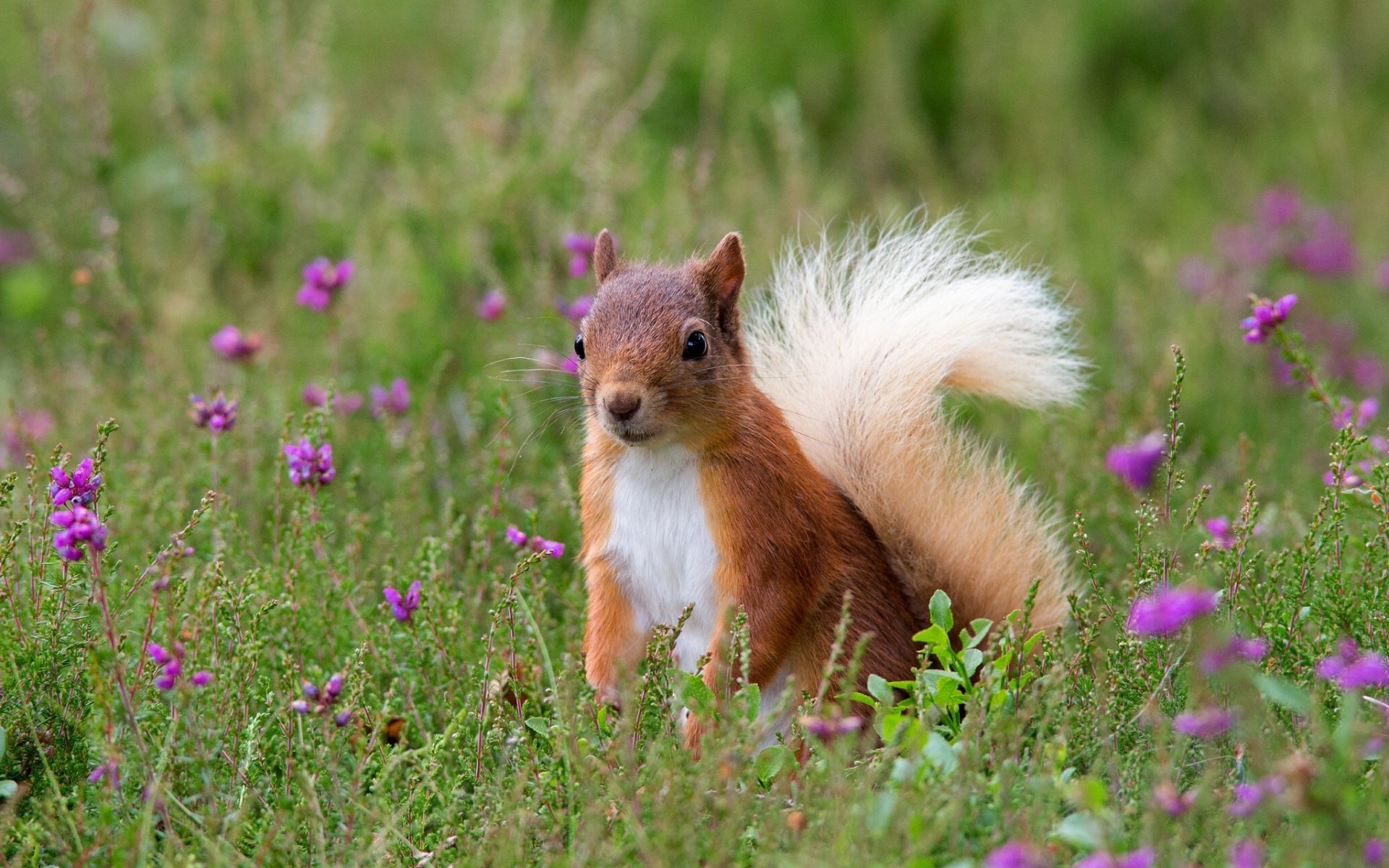 eichhörnchen rothaarige blumen