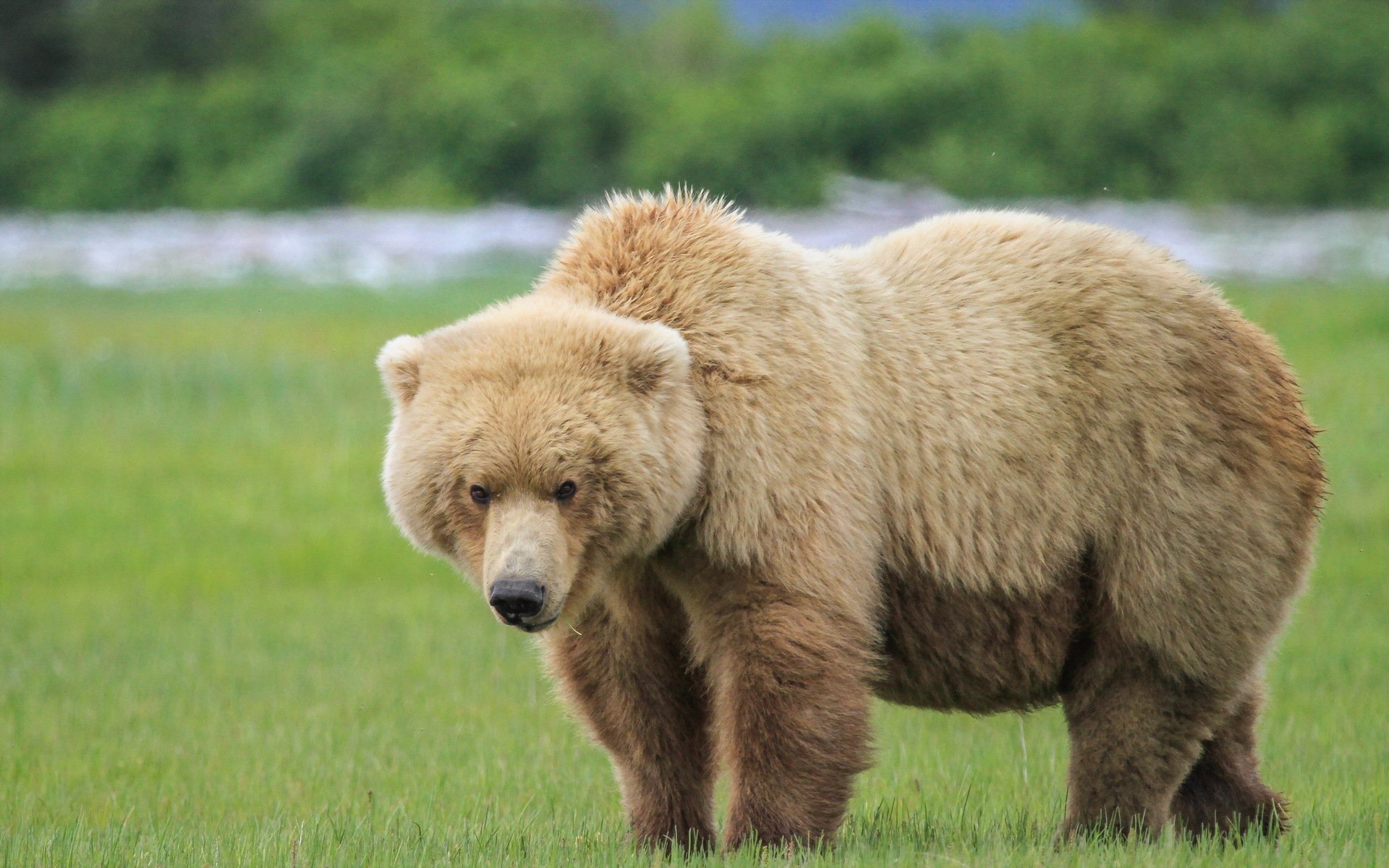 oso naturaleza fondo