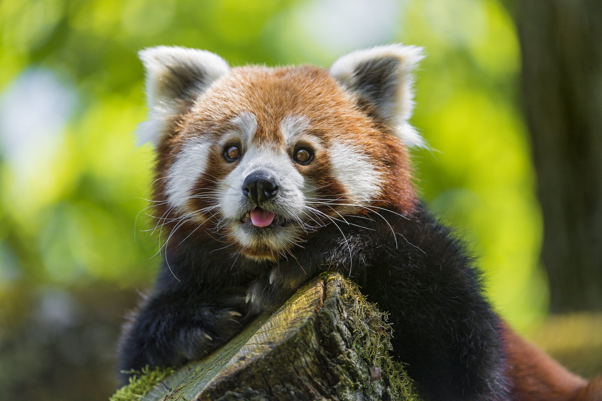 roter panda firefox kleiner panda schnauze blick ©tambako der jaguar