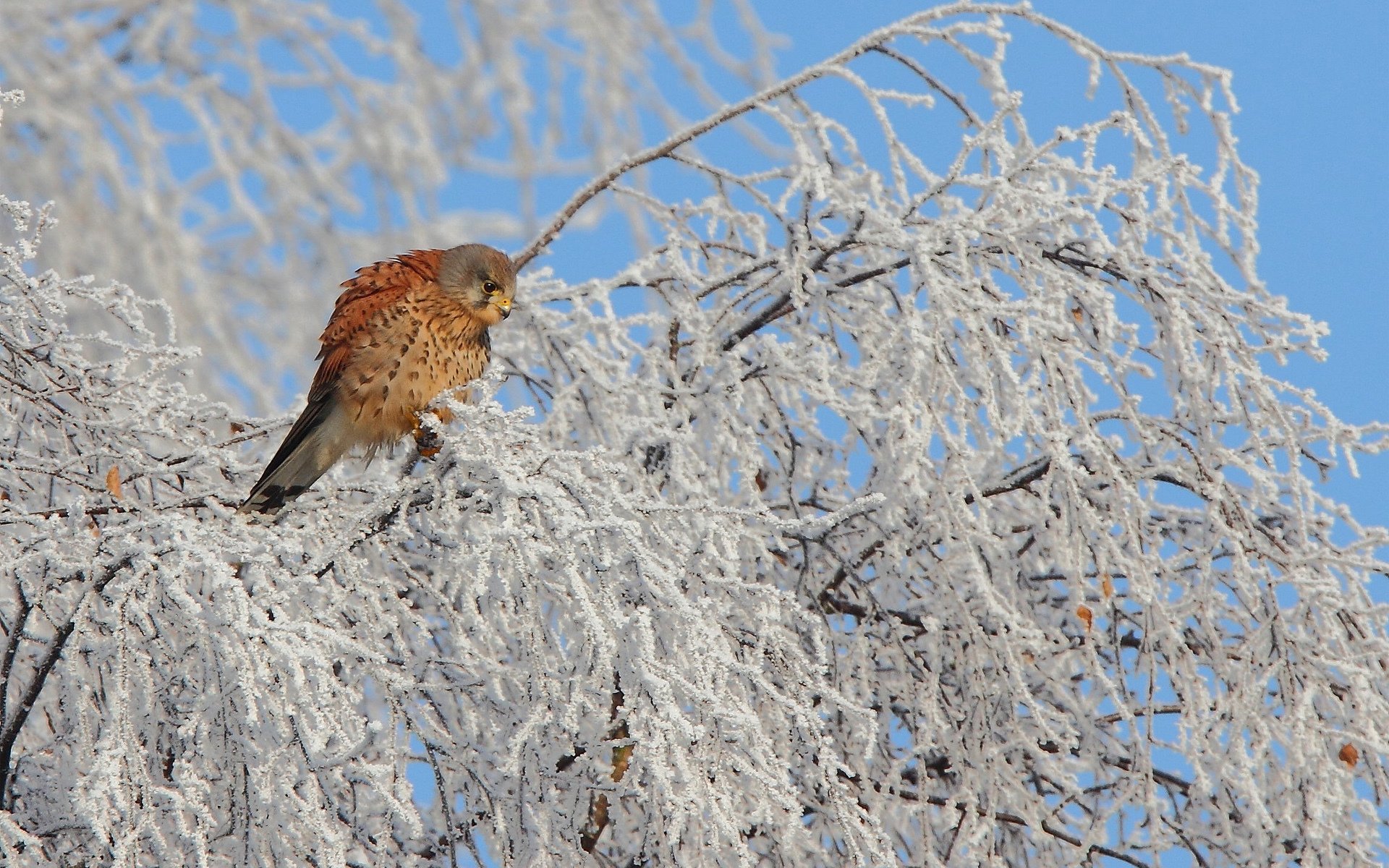 poultry kestrel family of falcons tree winter snow plumage