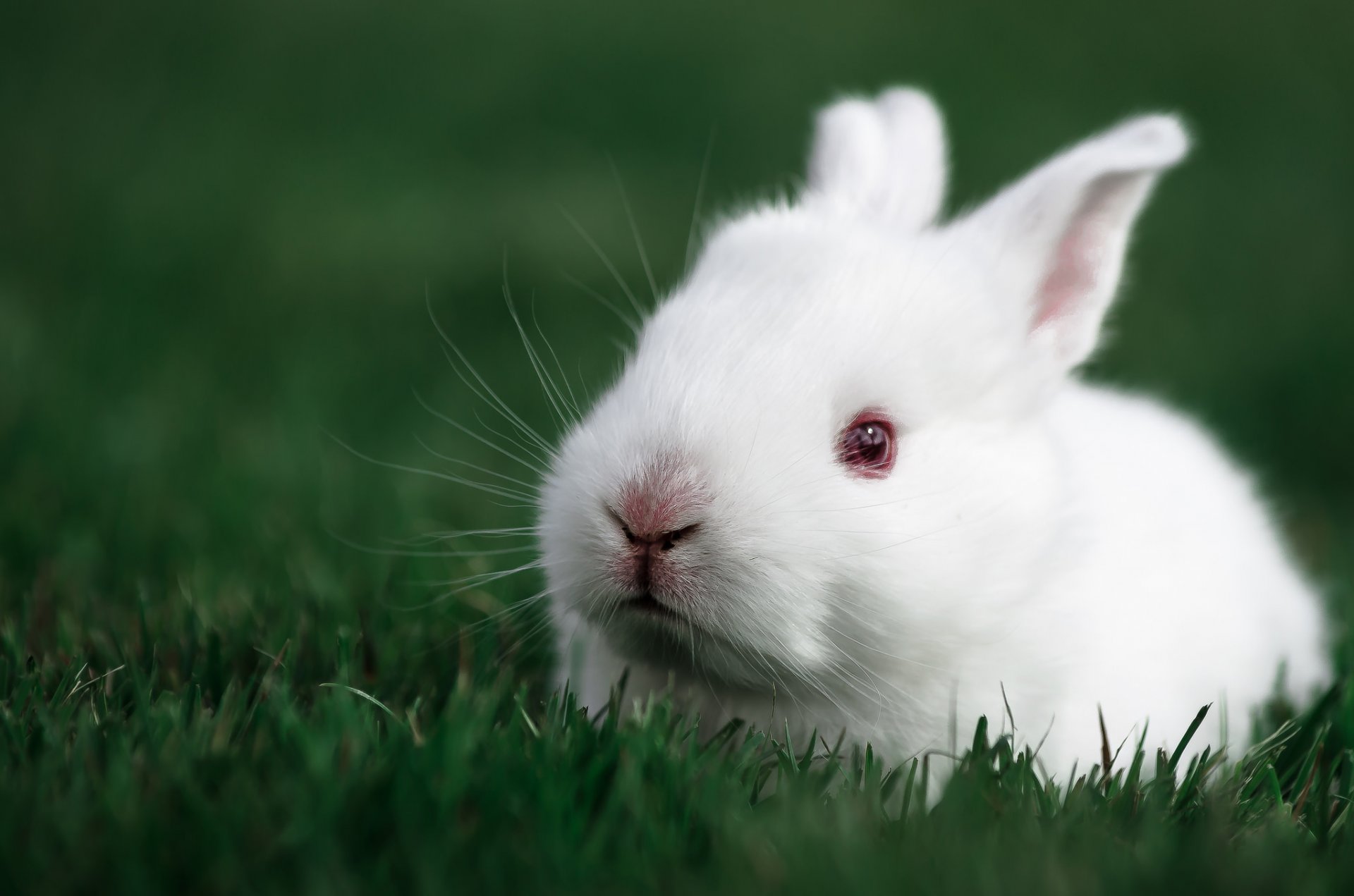 white rabbit rabbit bunny