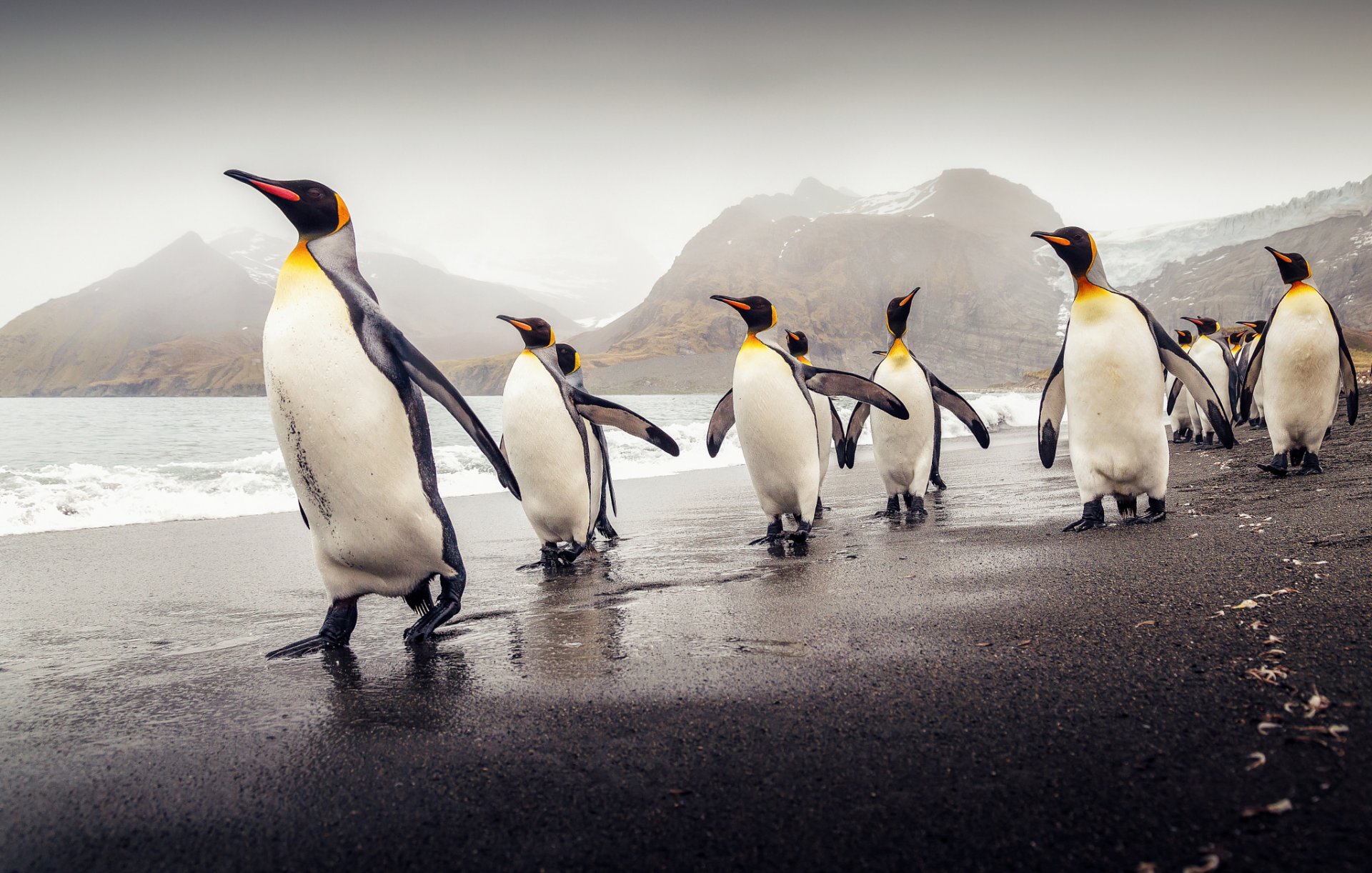 südgeorgien königspinguine strand