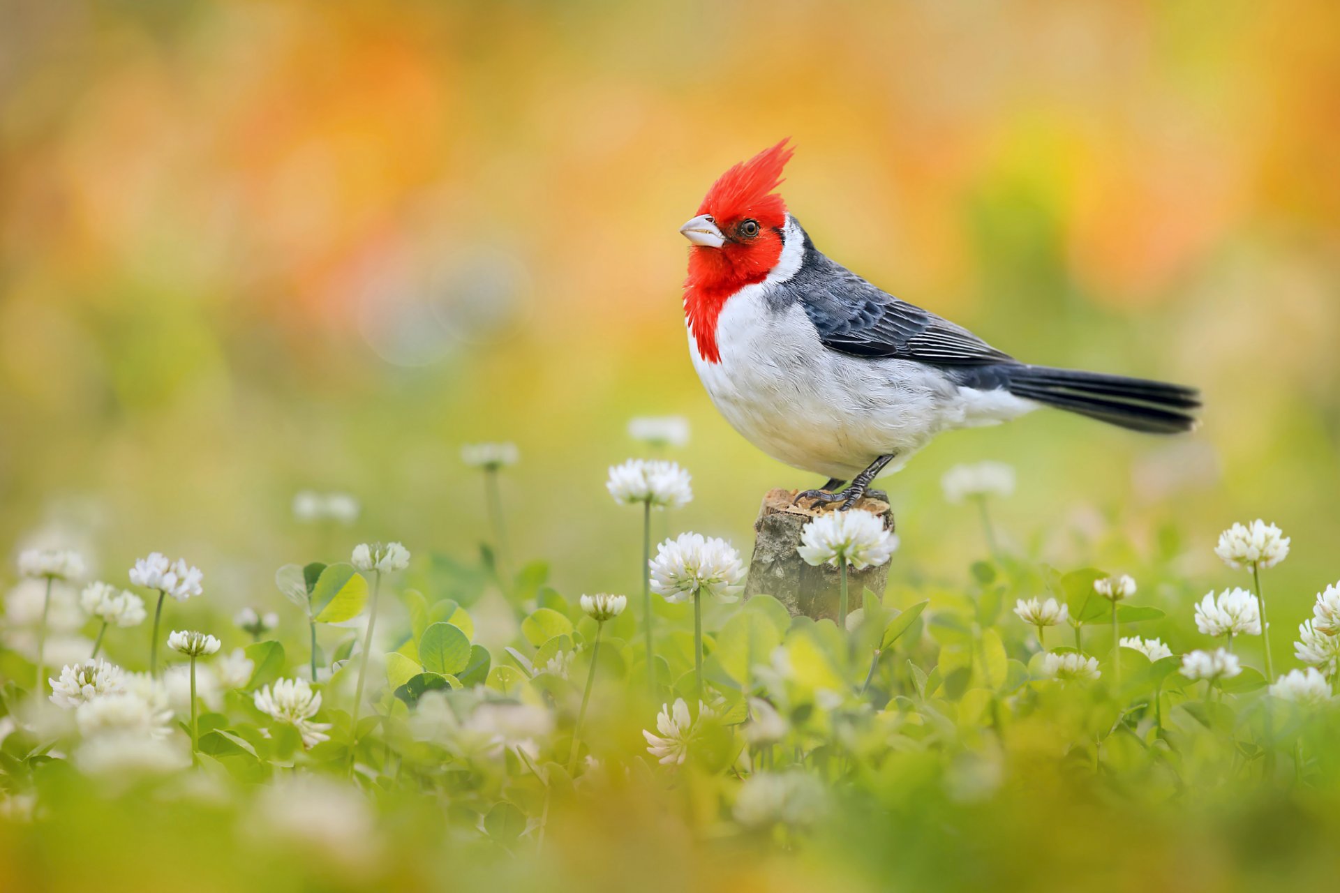 pájaro bunting cardinal de ojos rojos flores trébol