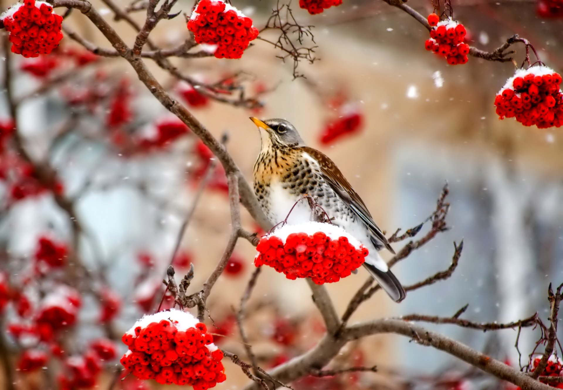 pájaro invierno ceniza de montaña nieve rama bayas