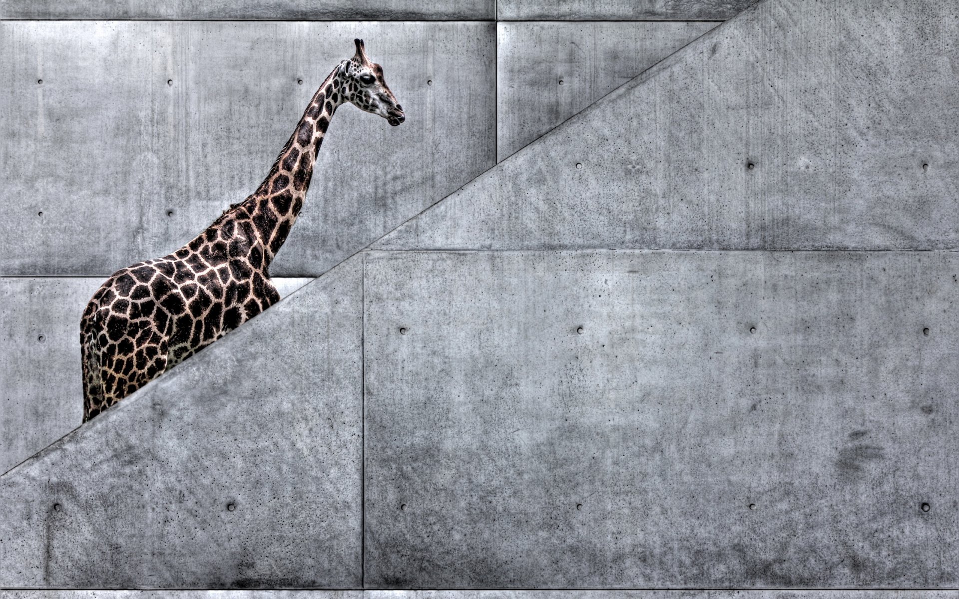 girafe art escalier nature animaux métro girafe va afrique