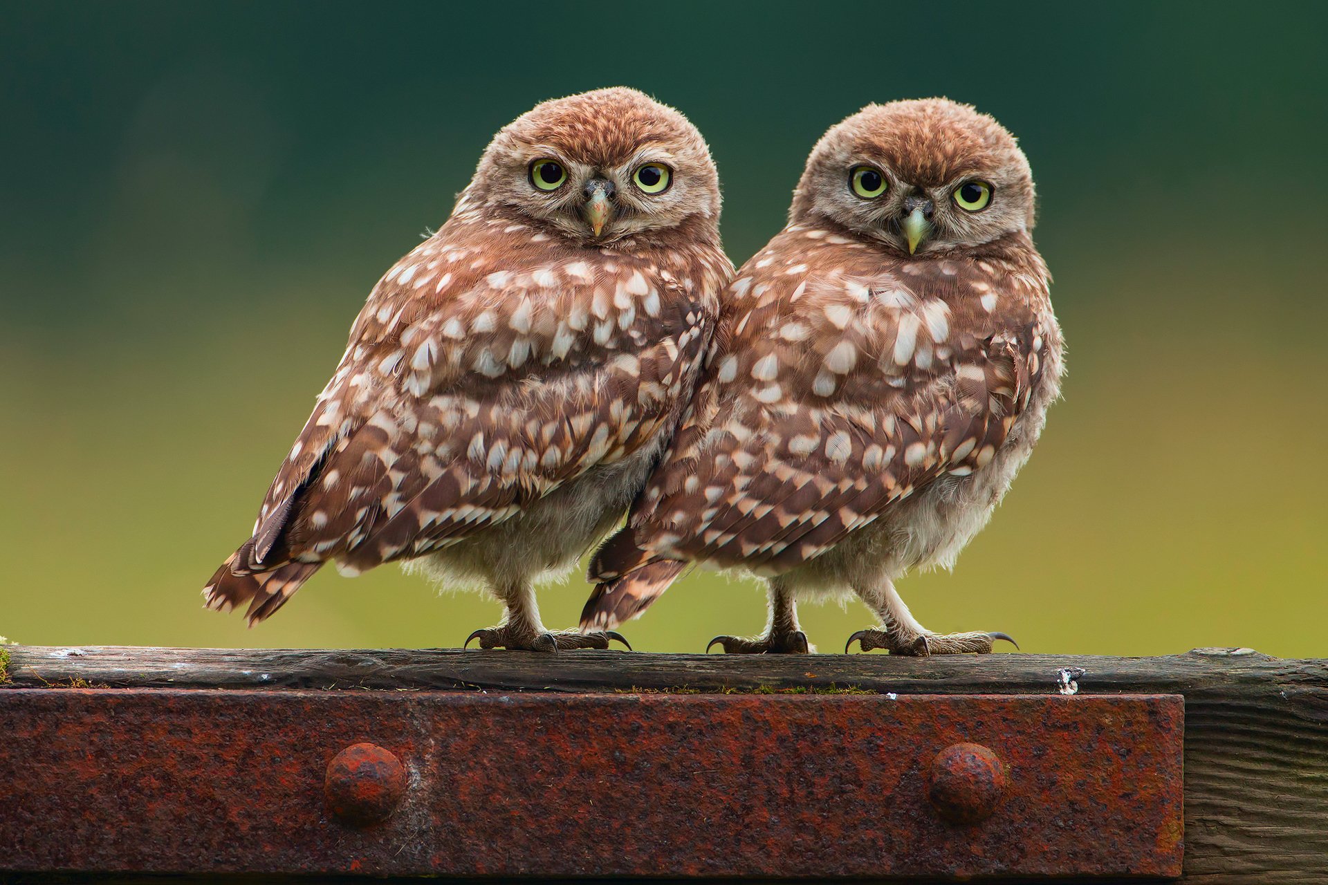 vögel eulen eule zwei kleine küken hintergrund