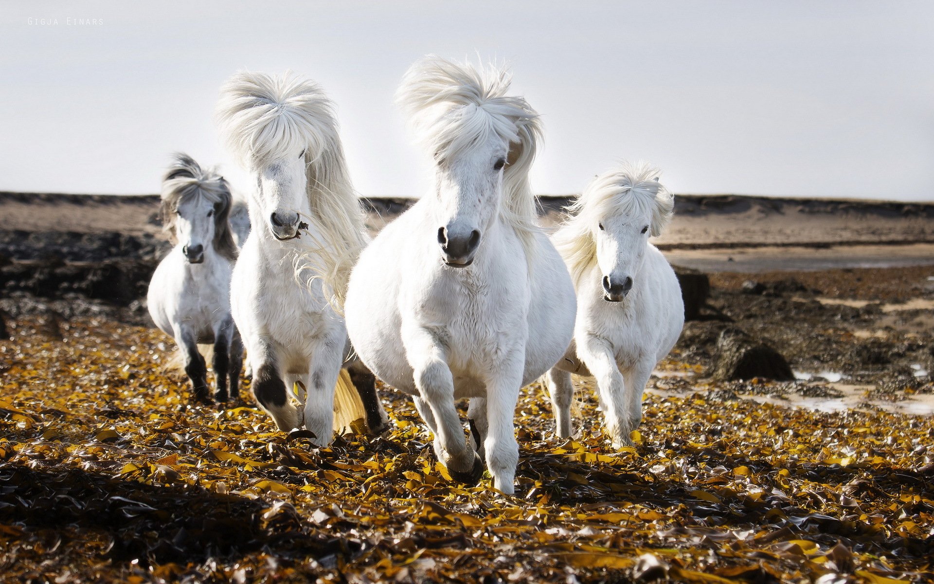 chevaux champ ciel nature