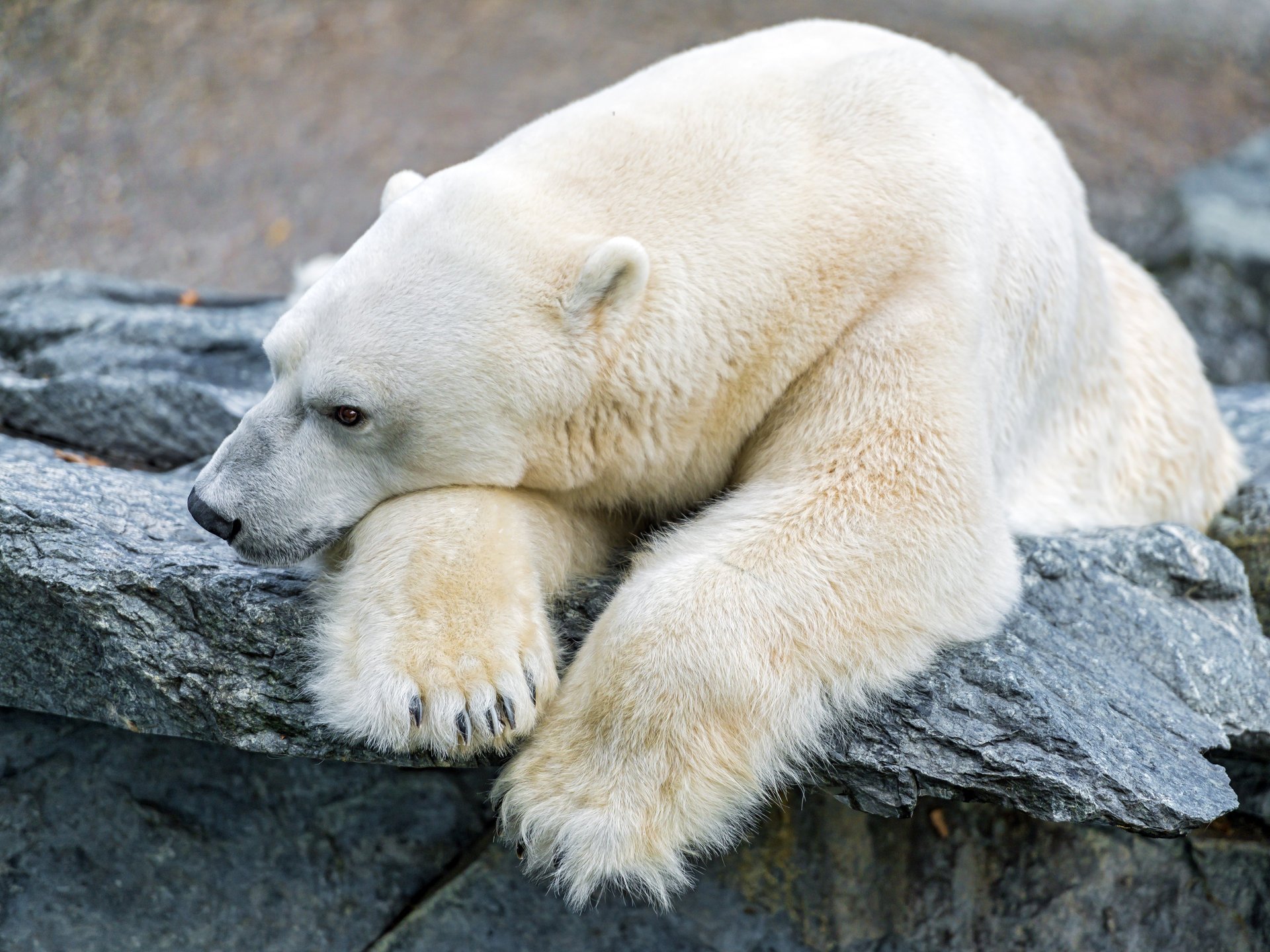 polar bear polar stone sadness © tambako the jaguar