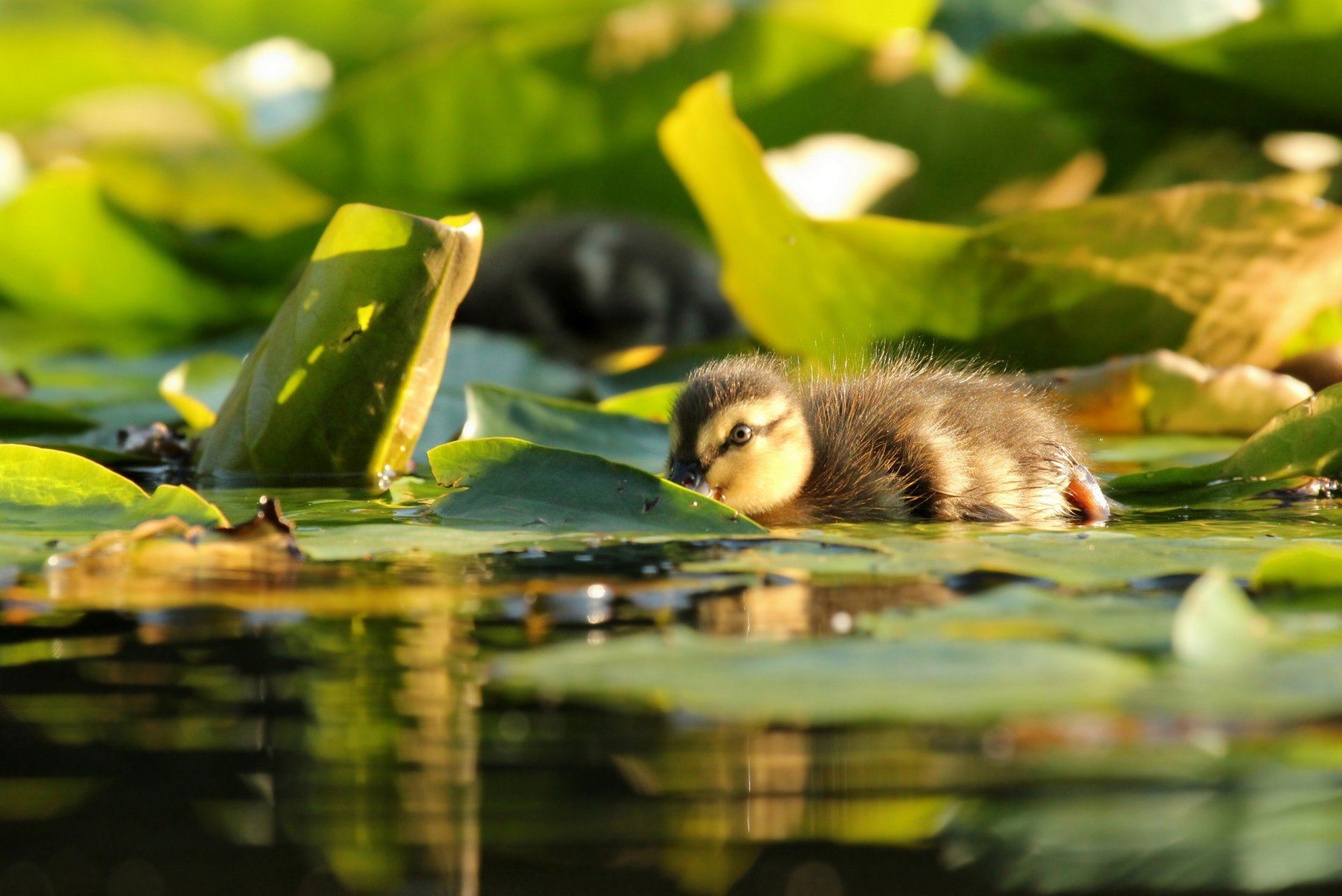 chick water leave