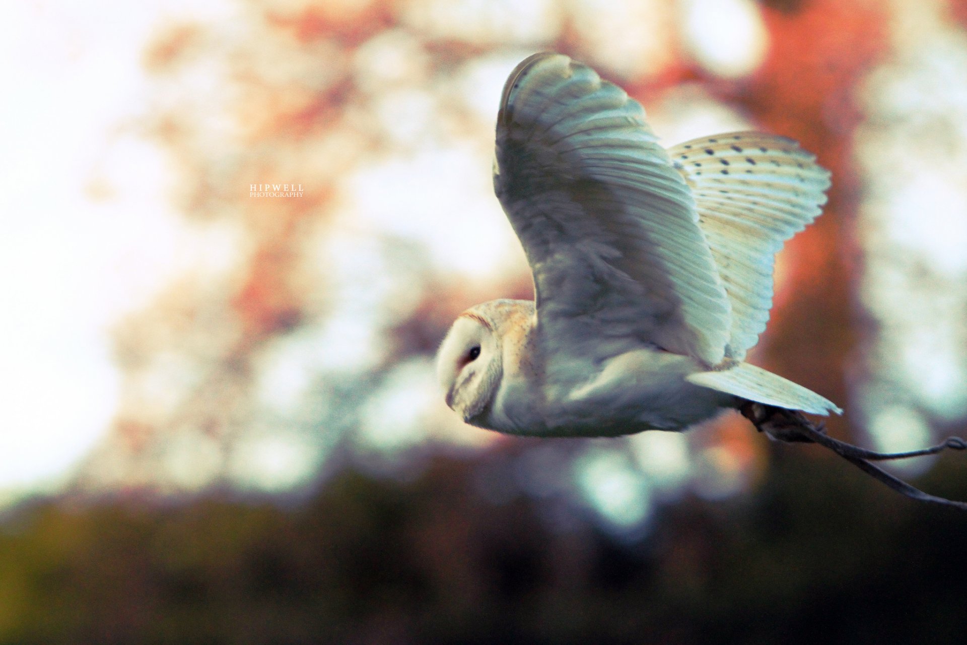 hipwell poultry owl white in flight