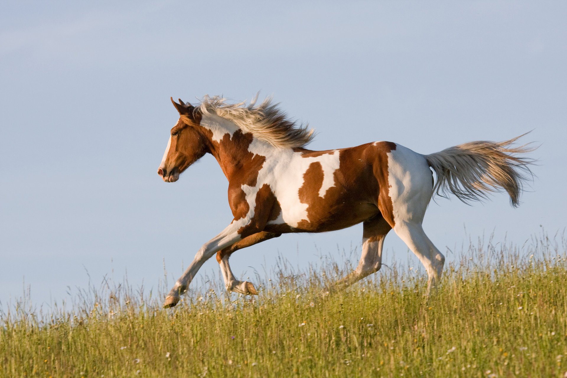 cavallo cavallo corre corsa erba