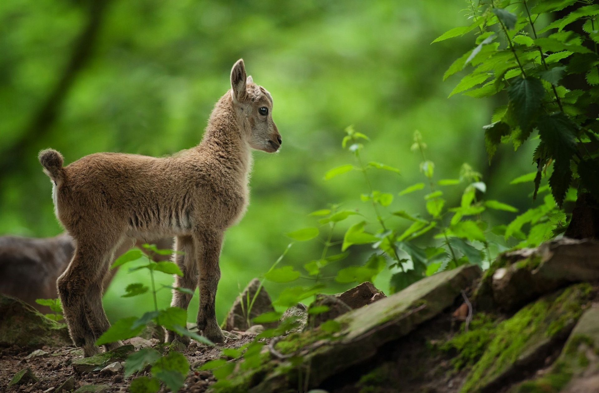 koza koza trawa zieleń natura