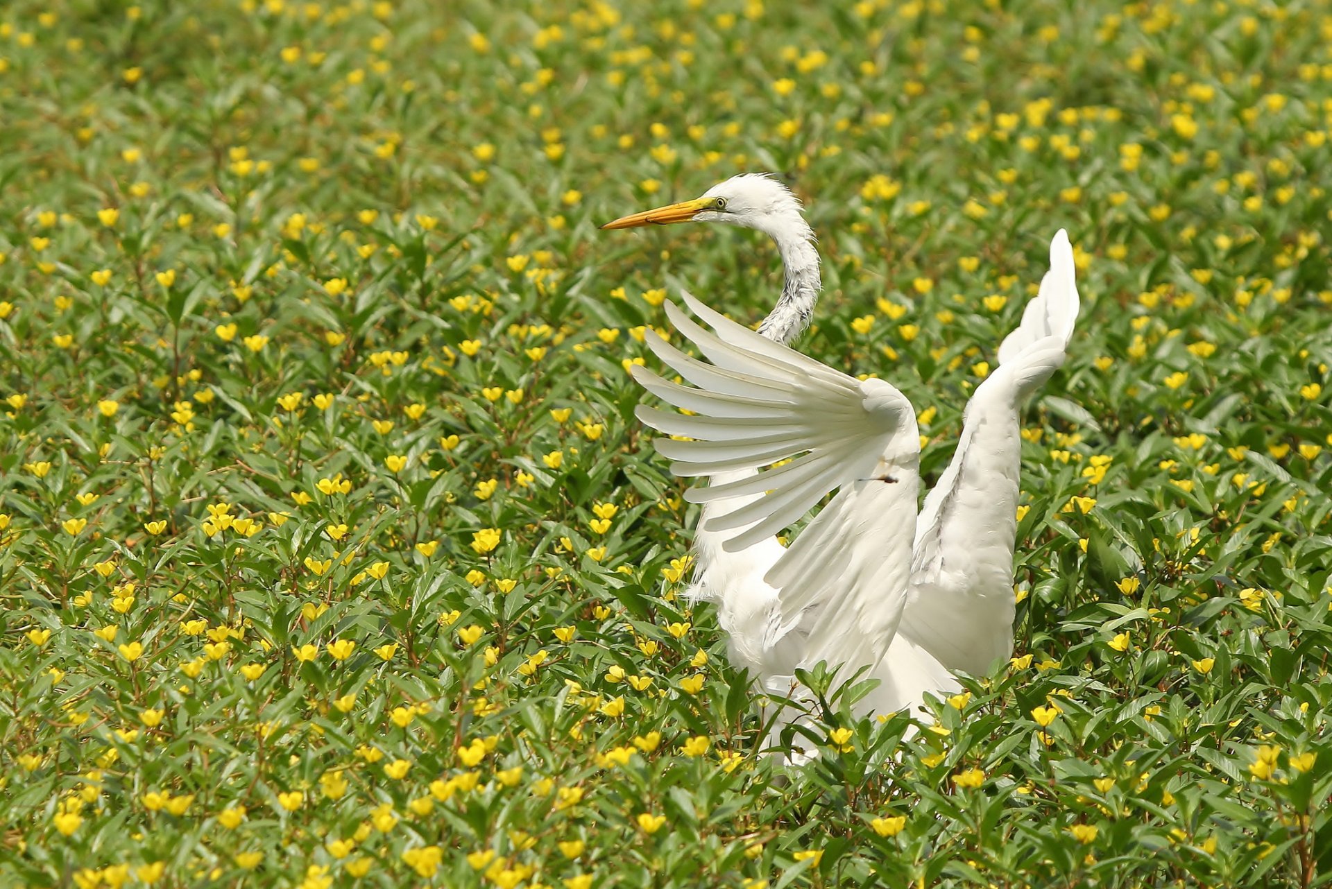 grand héron blanc ailes fleurs oiseau