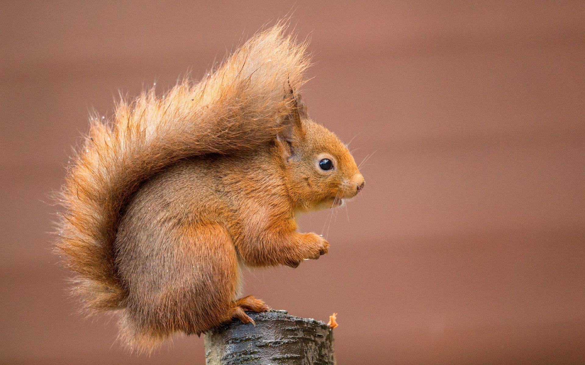 stumpf eichhörnchen rothaarige hintergrund