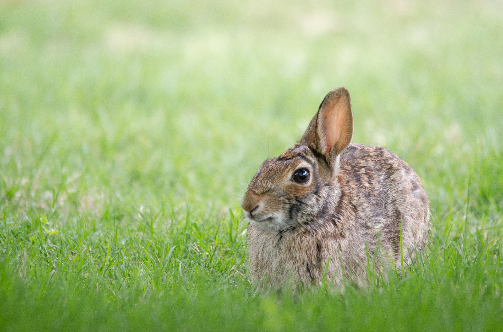 gras hase grau meerjungfrau