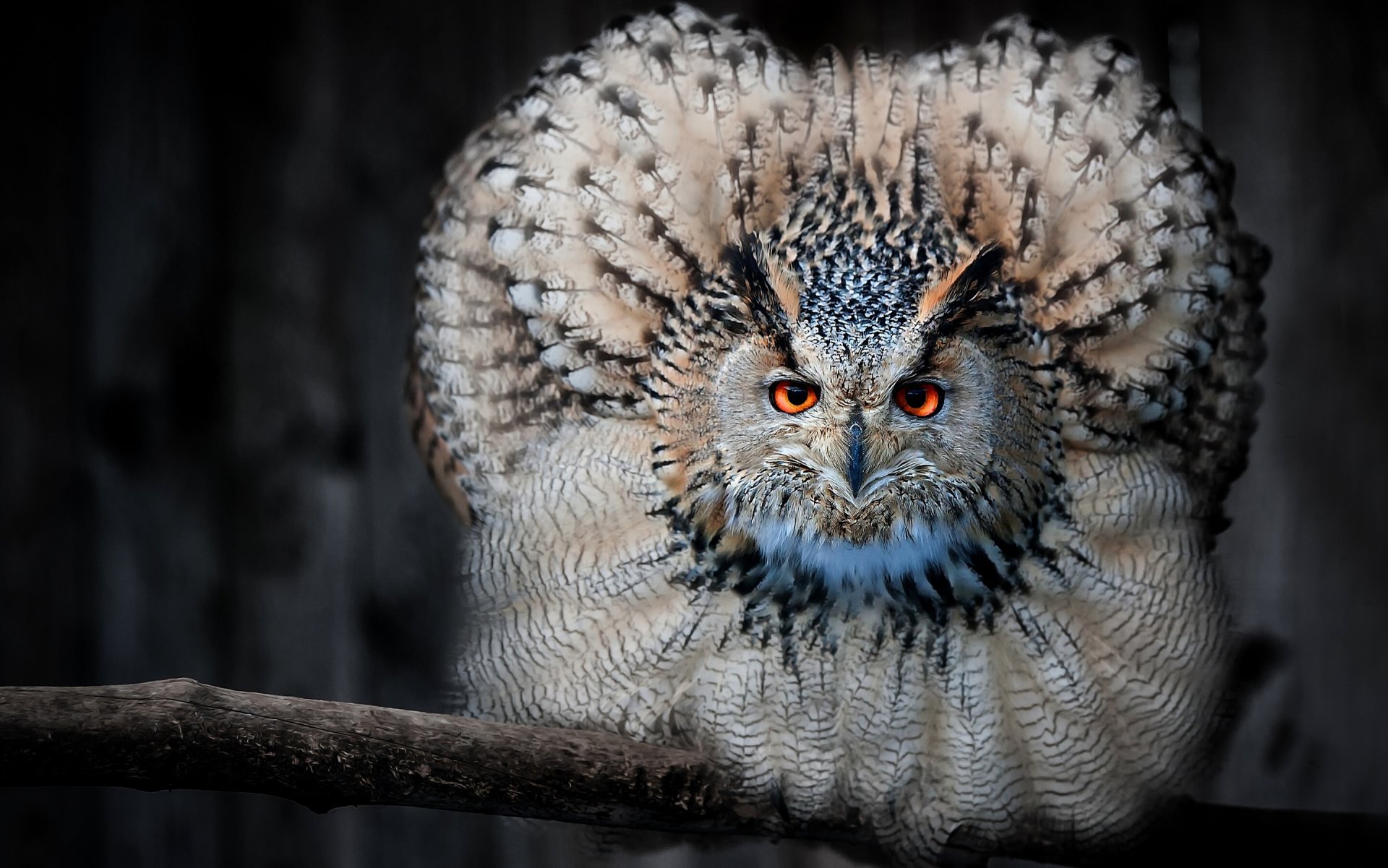 owl owl bird feathers gaze branch